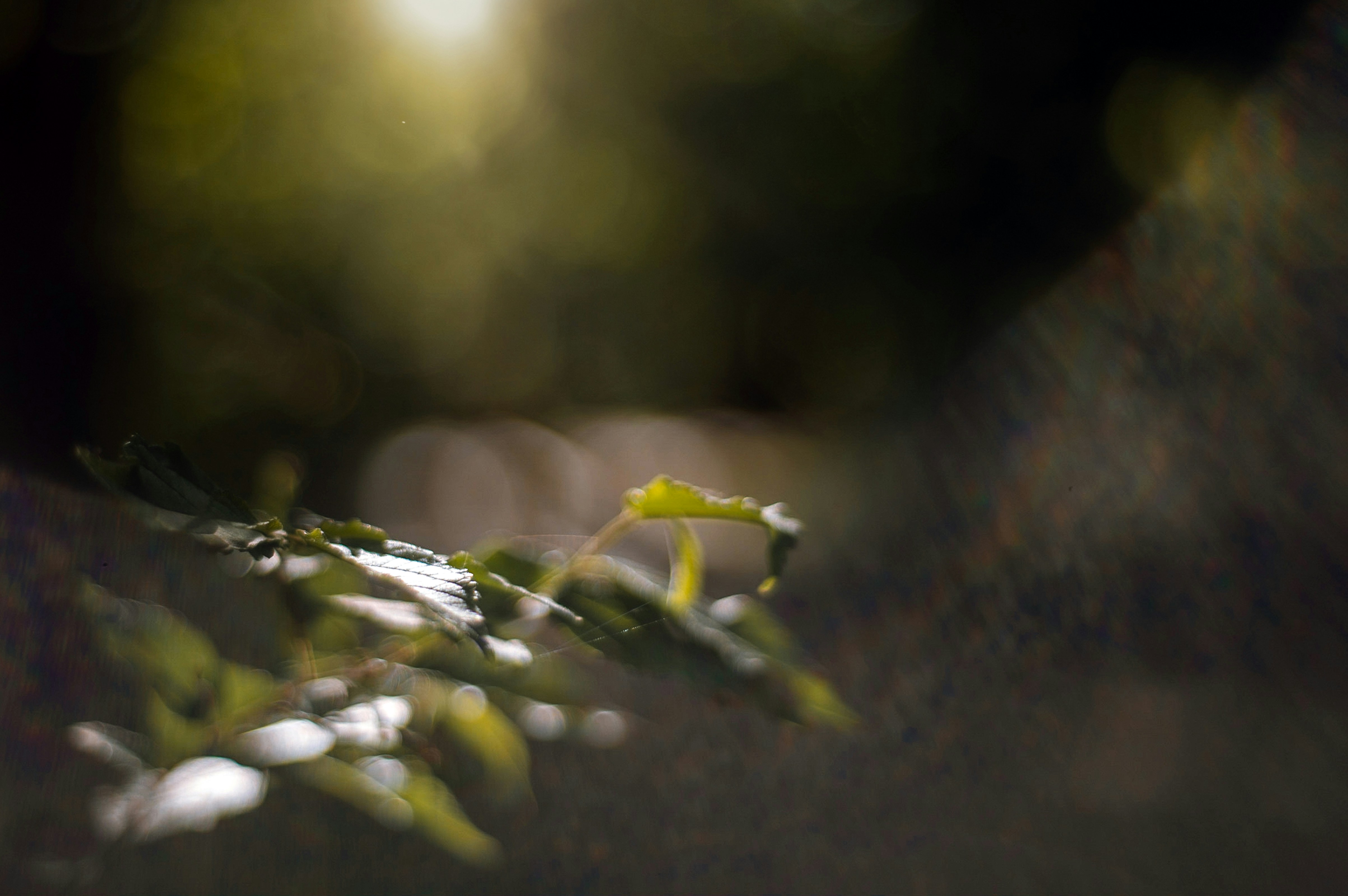 Photo by whoopsadaisies