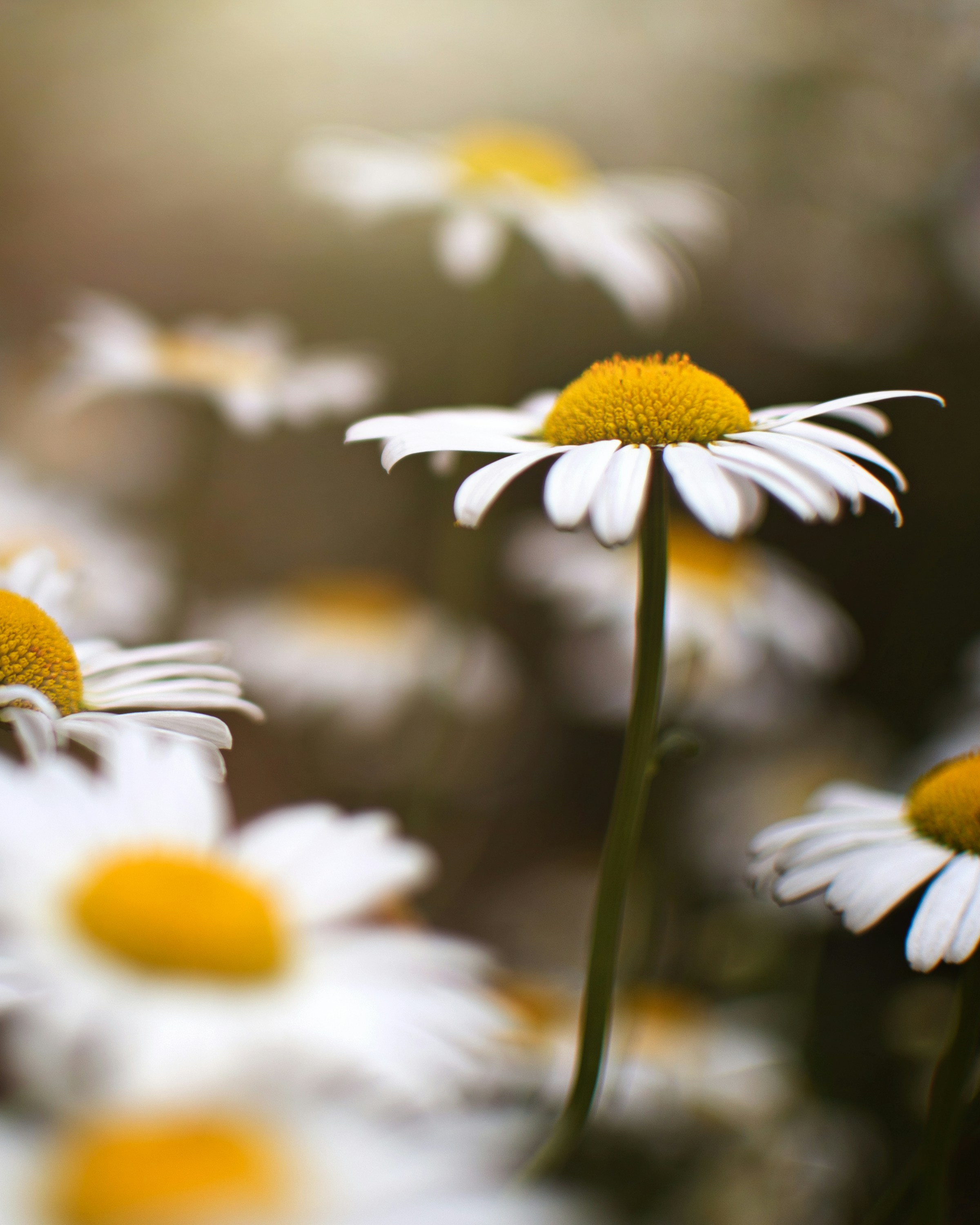 Field of white daisies with yellow centers