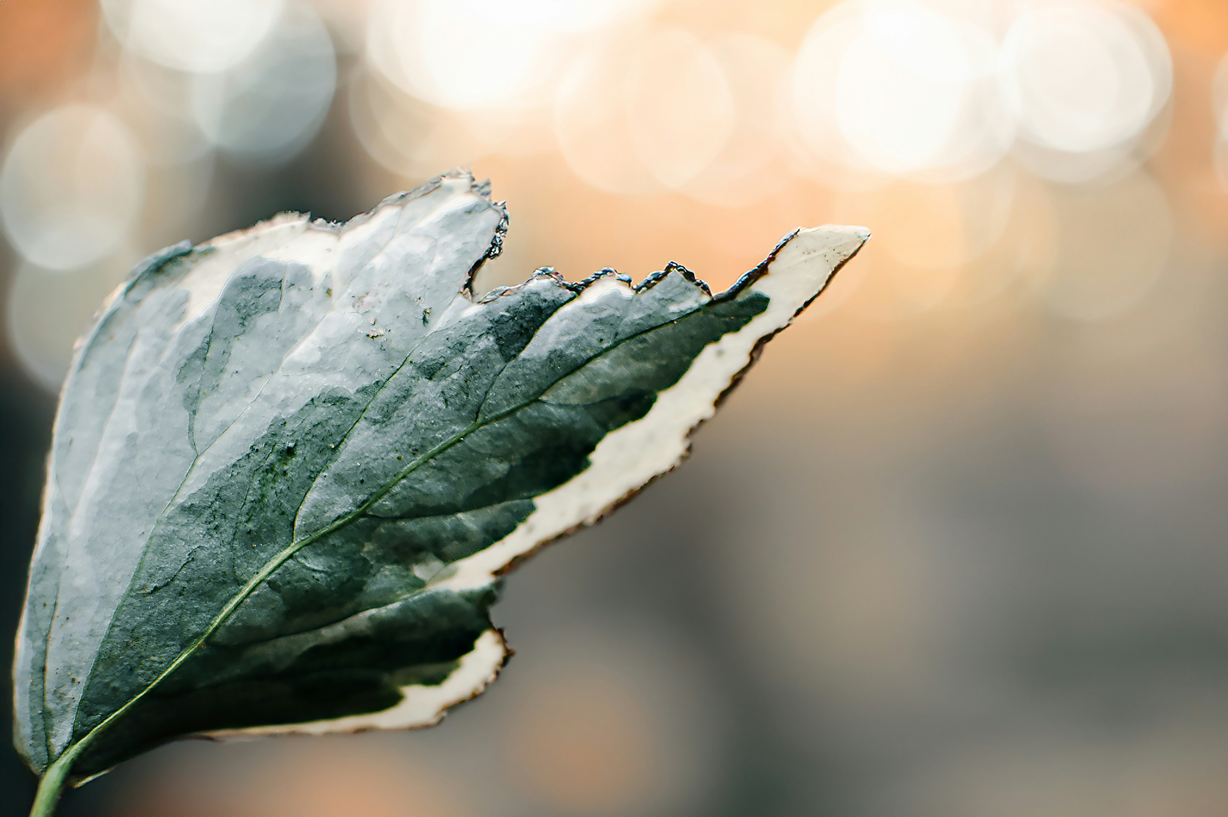 A green and white leaf with a torn edge
