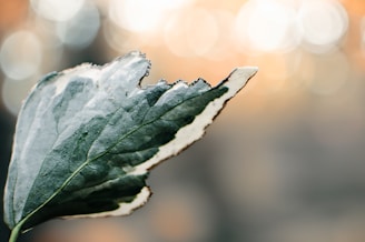 A green and white leaf with a torn edge.