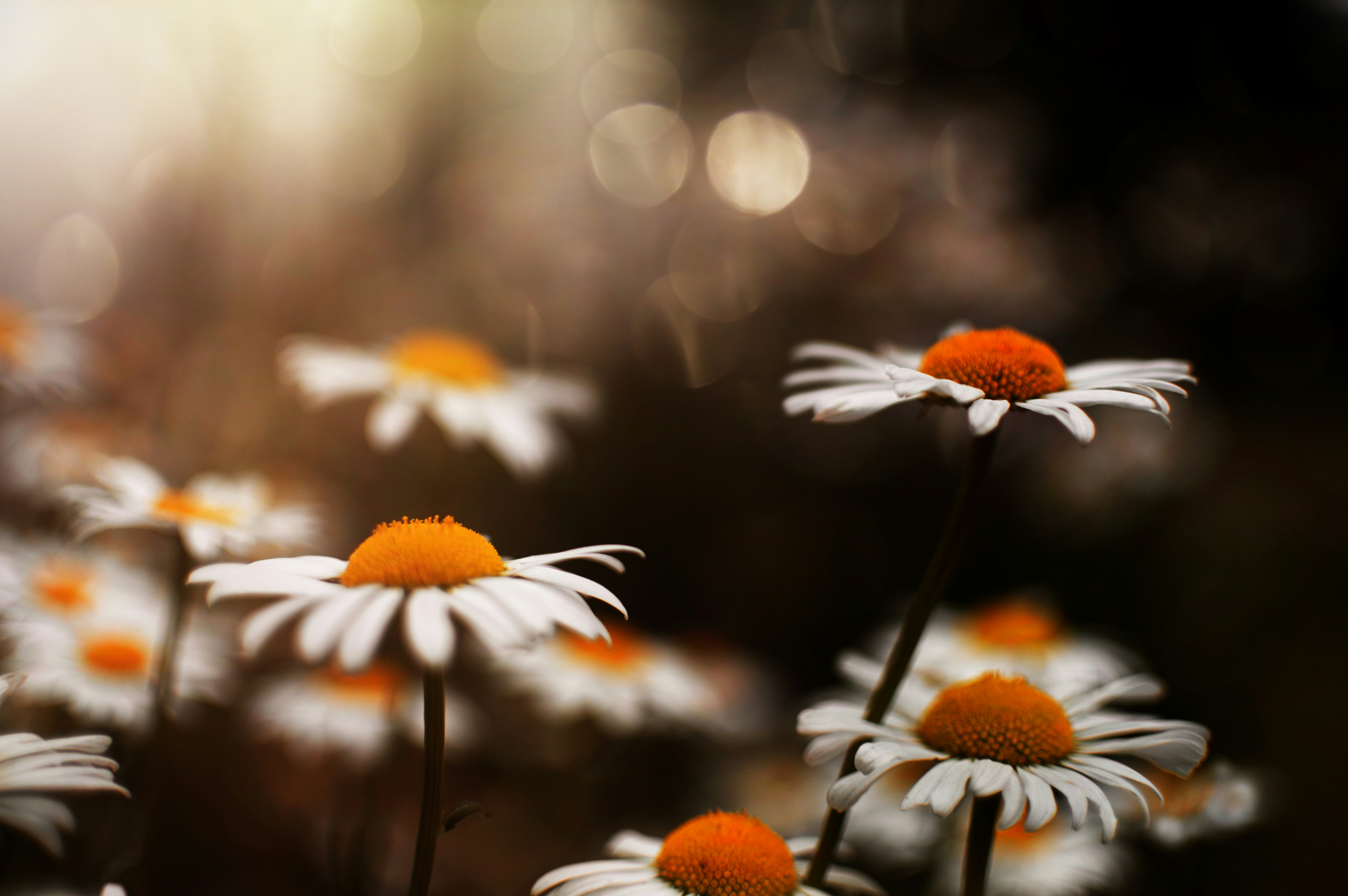 Photo by whoopsadaisies