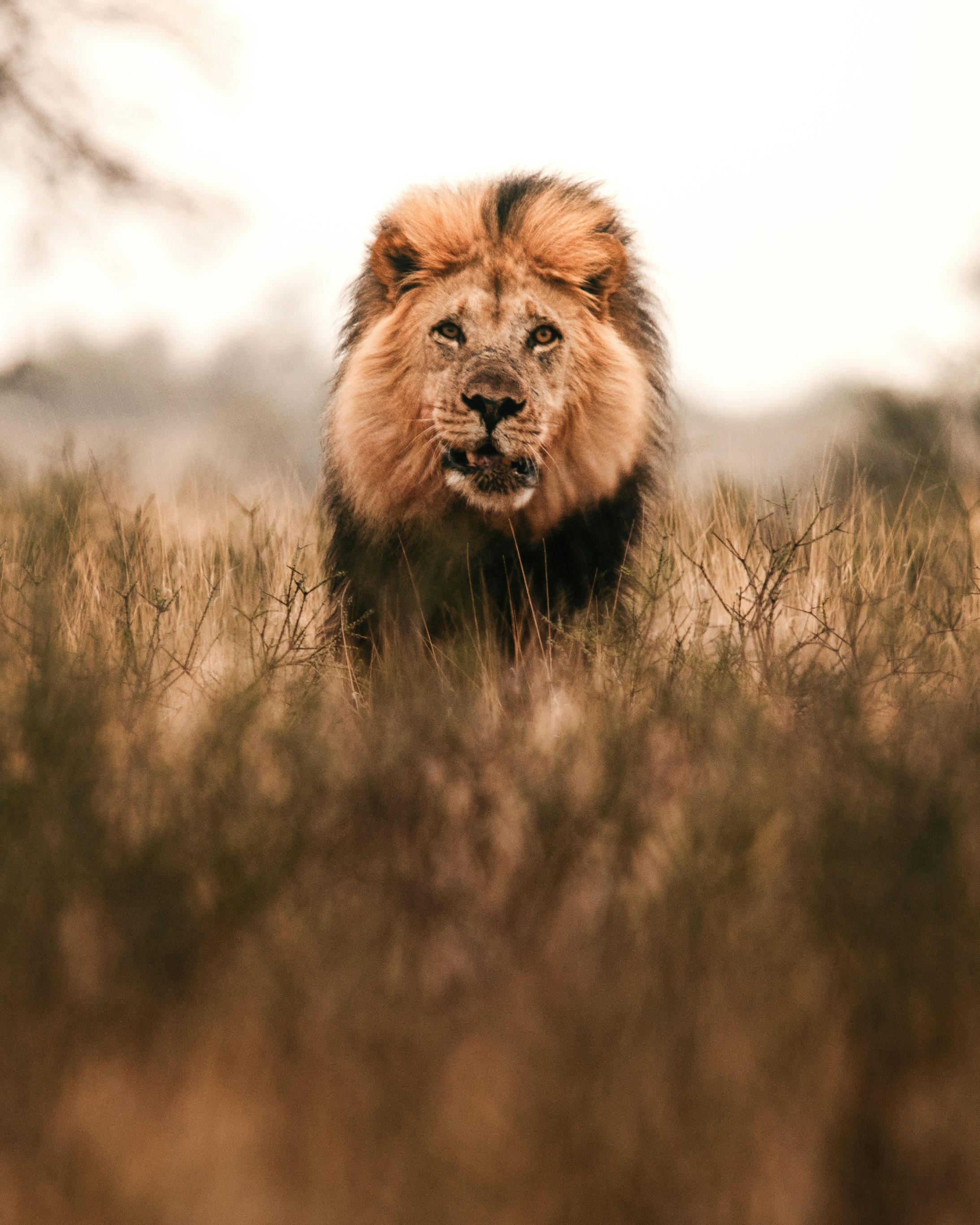 A majestic lion stands in dry grass with mane