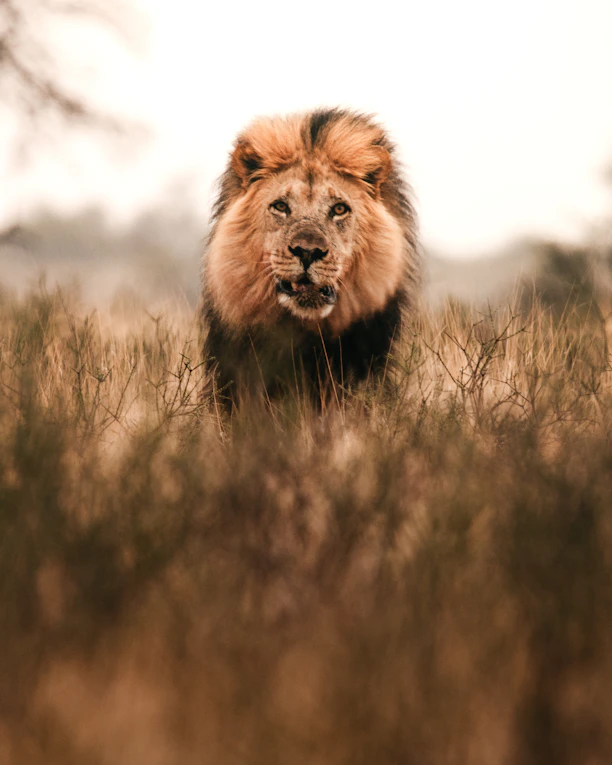 A majestic lion stands in dry grass with mane