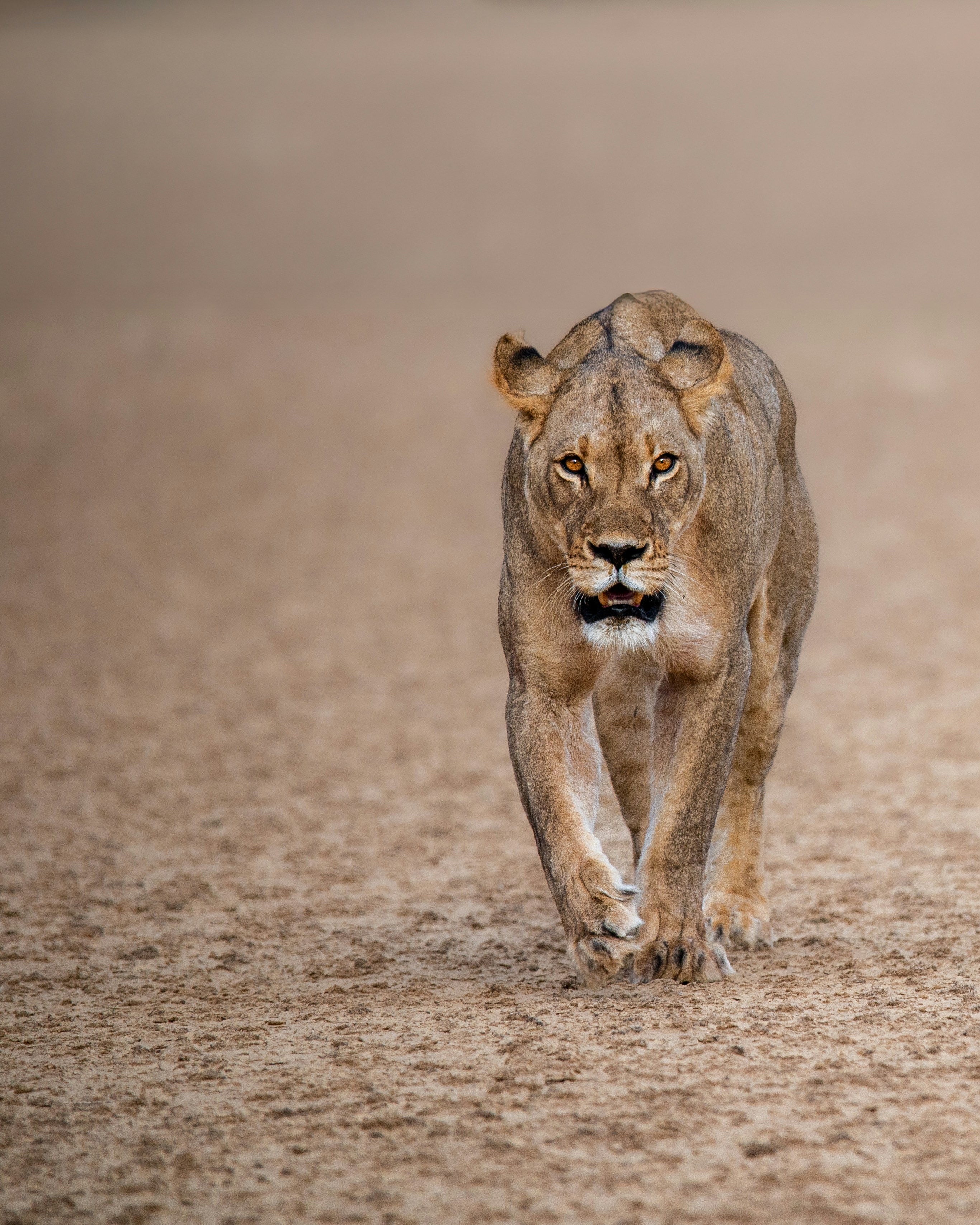 A lioness walks forward on a dirt path.
