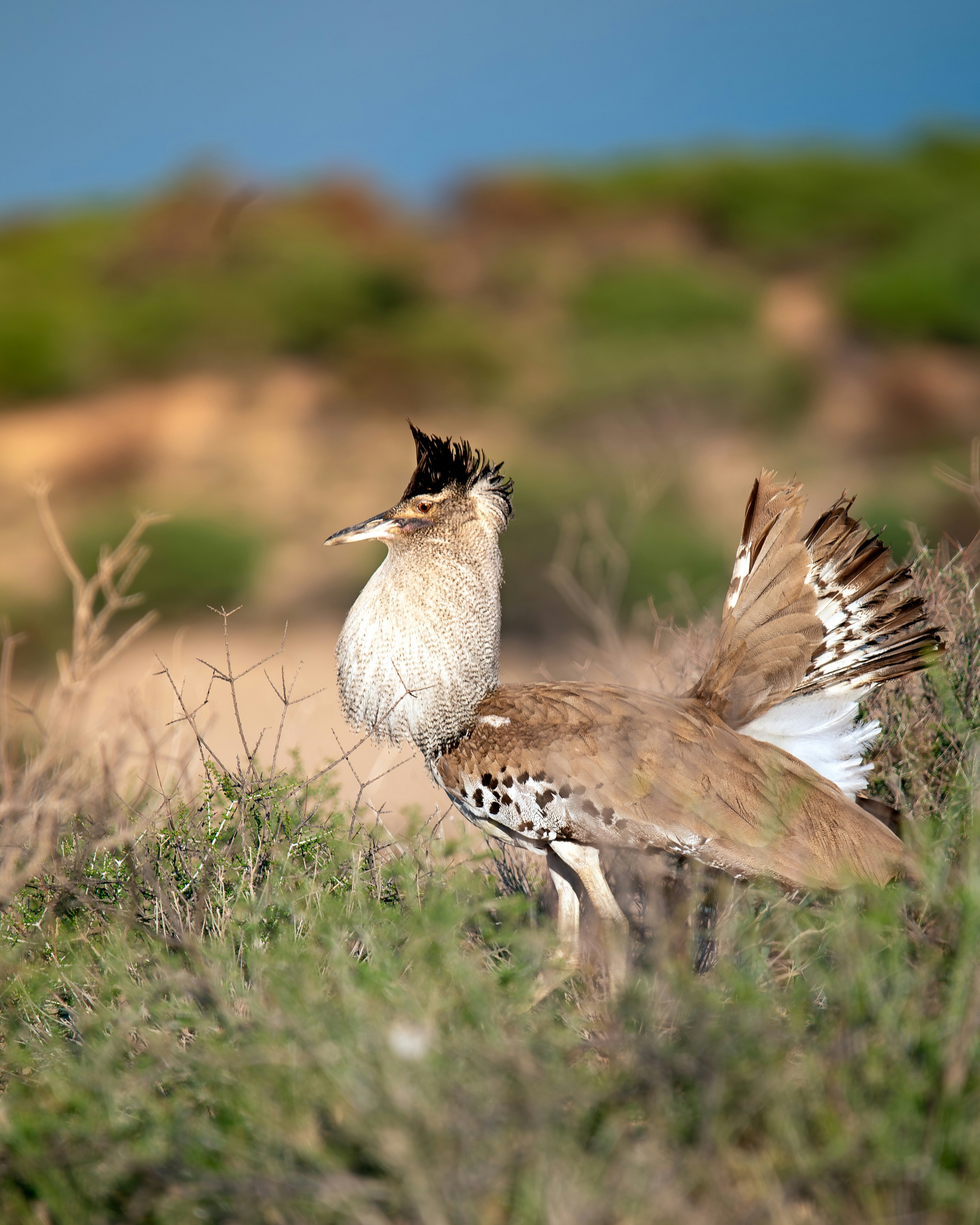 A large bird with speckled chest stands in brush. photo – Free