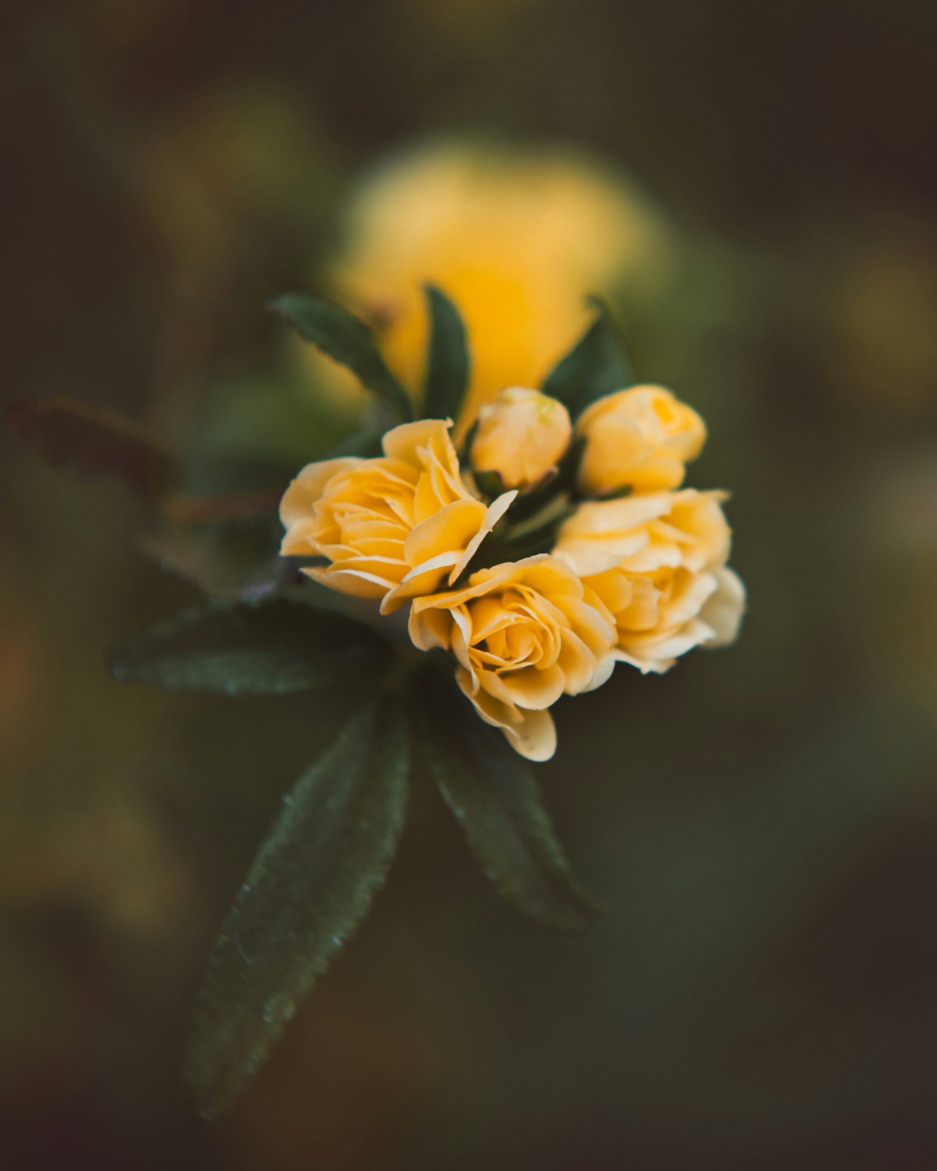 A cluster of small yellow roses with green leaves.