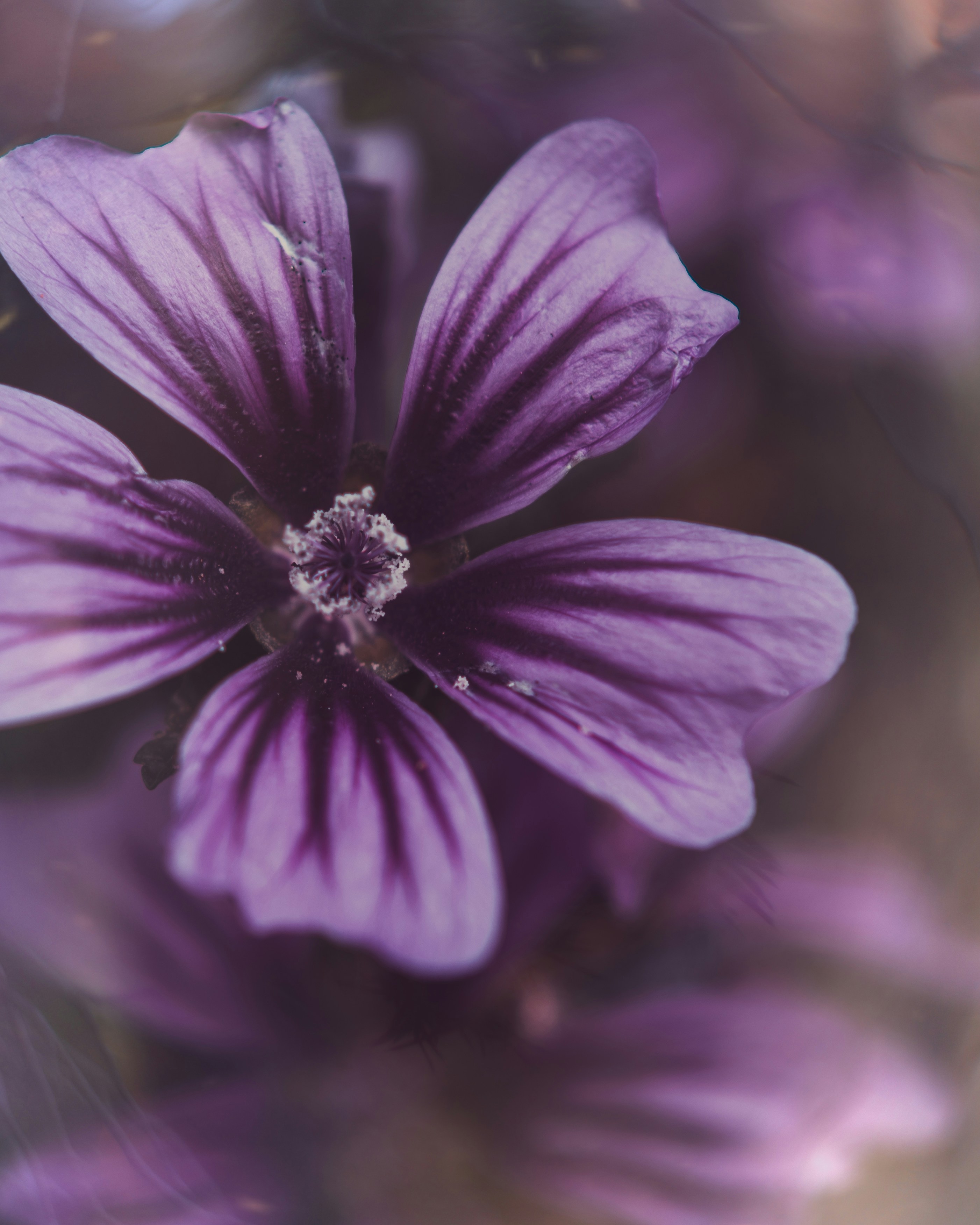 A close-up of a delicate purple flower with soft focus