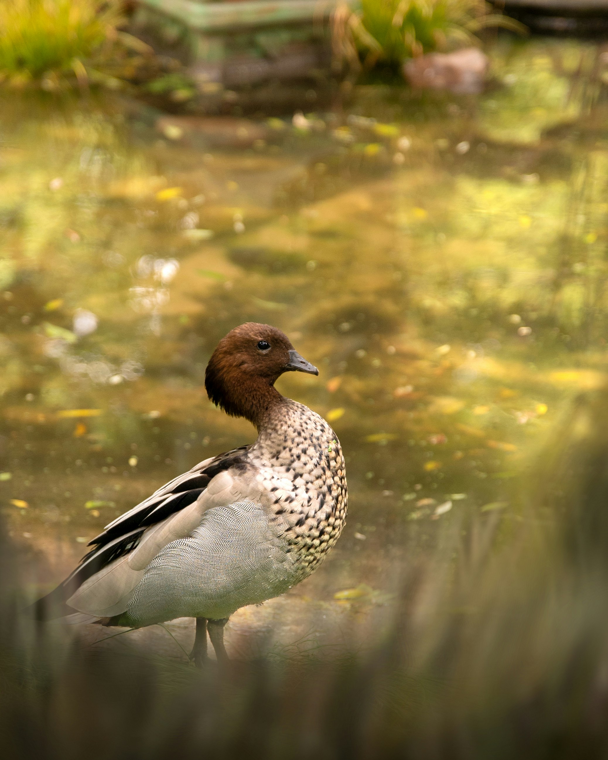A duck with brown and white feathers stands by water
