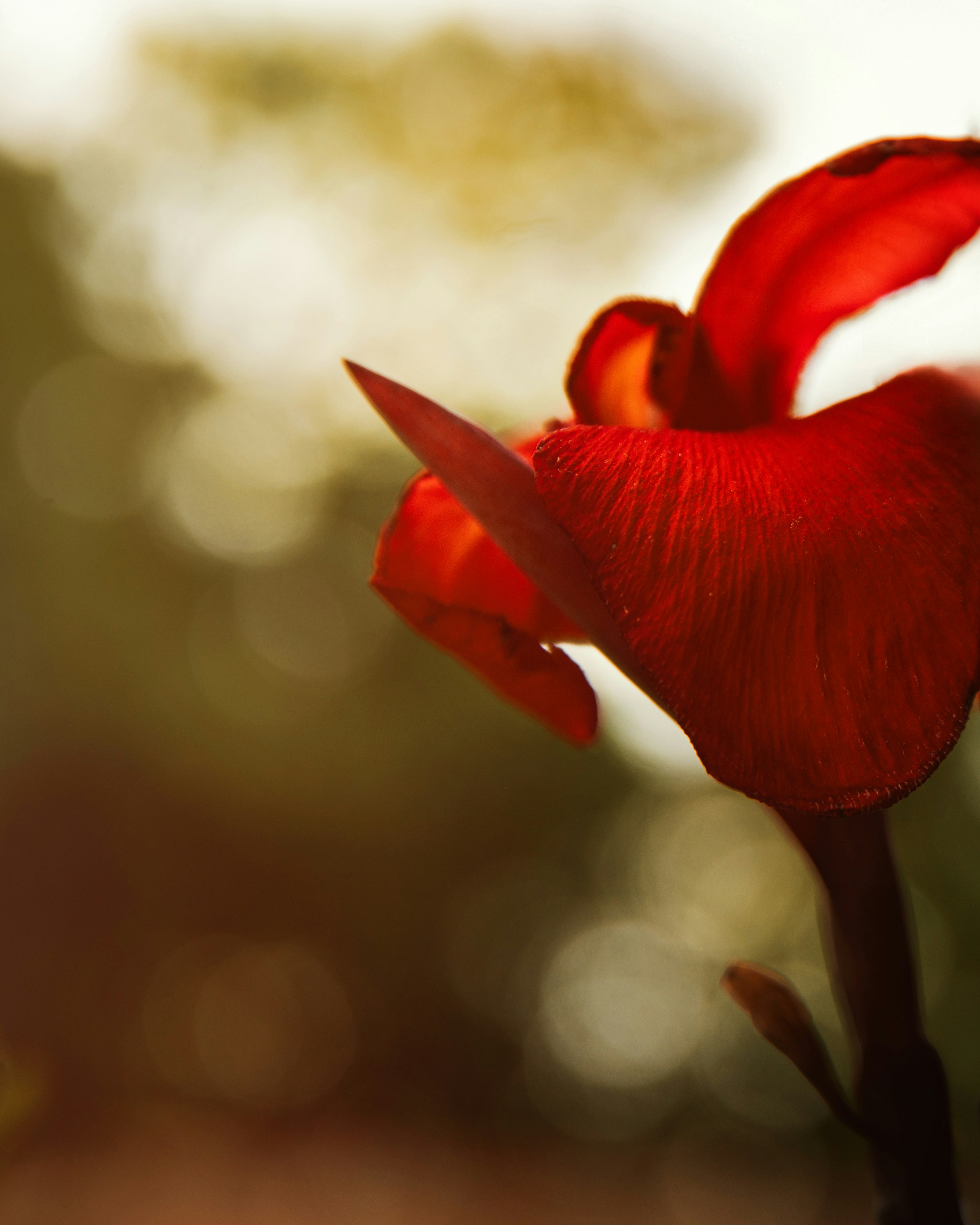 A close-up of a vibrant red flower