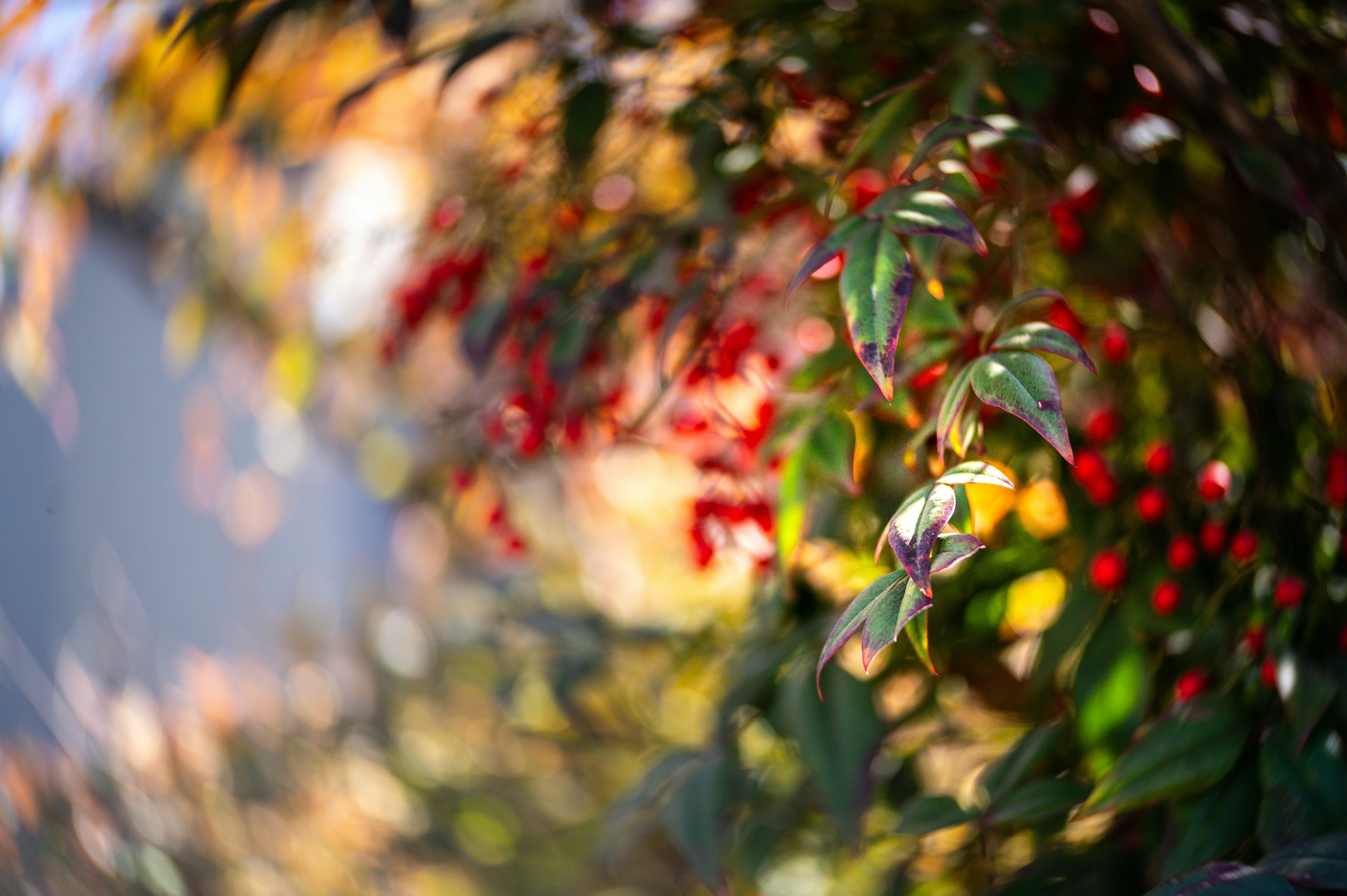 Photo by whoopsadaisies