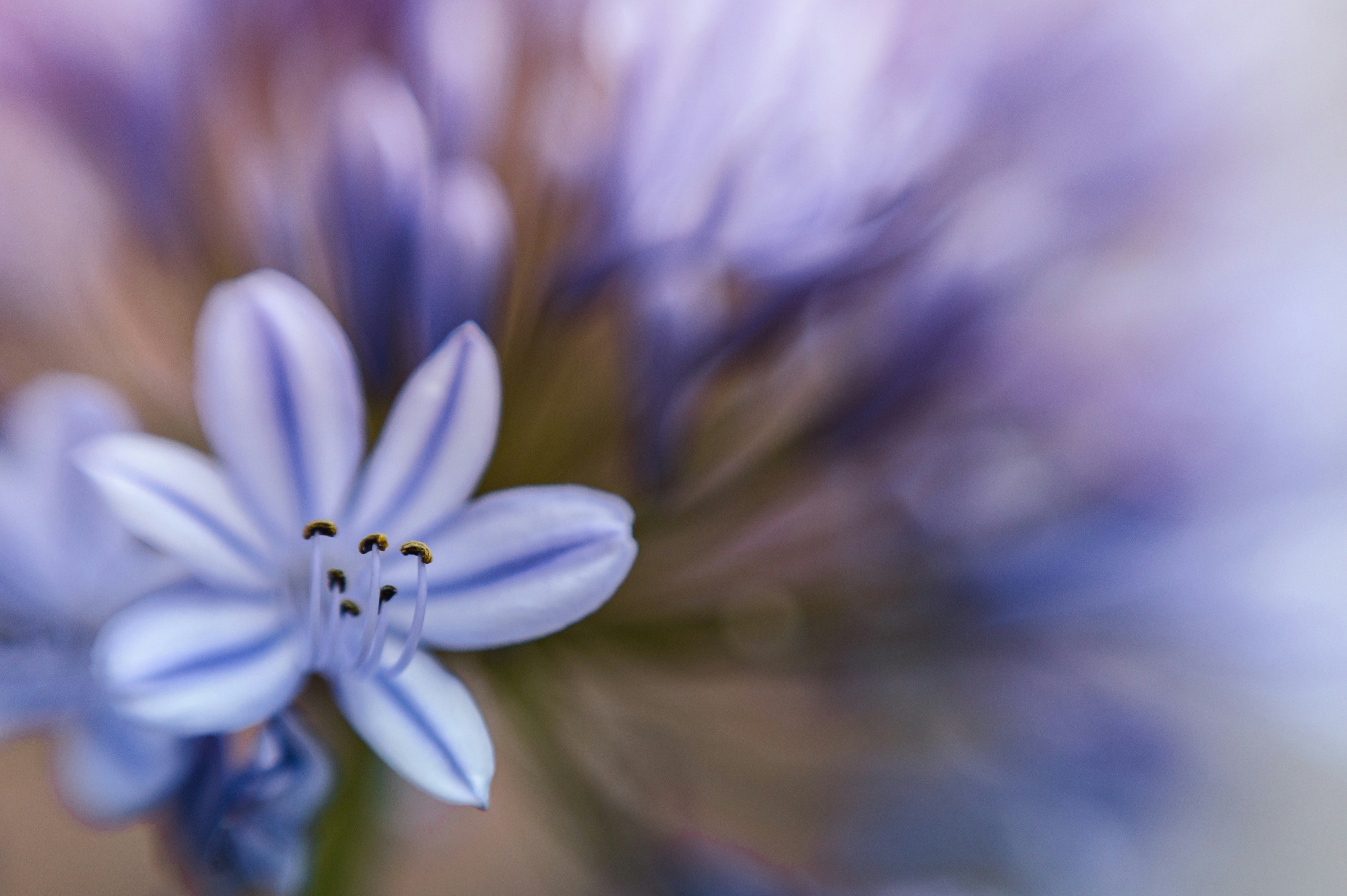 Photo by whoopsadaisies