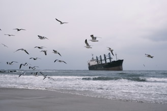 A cargo ship sails on the ocean with seagulls flying.
