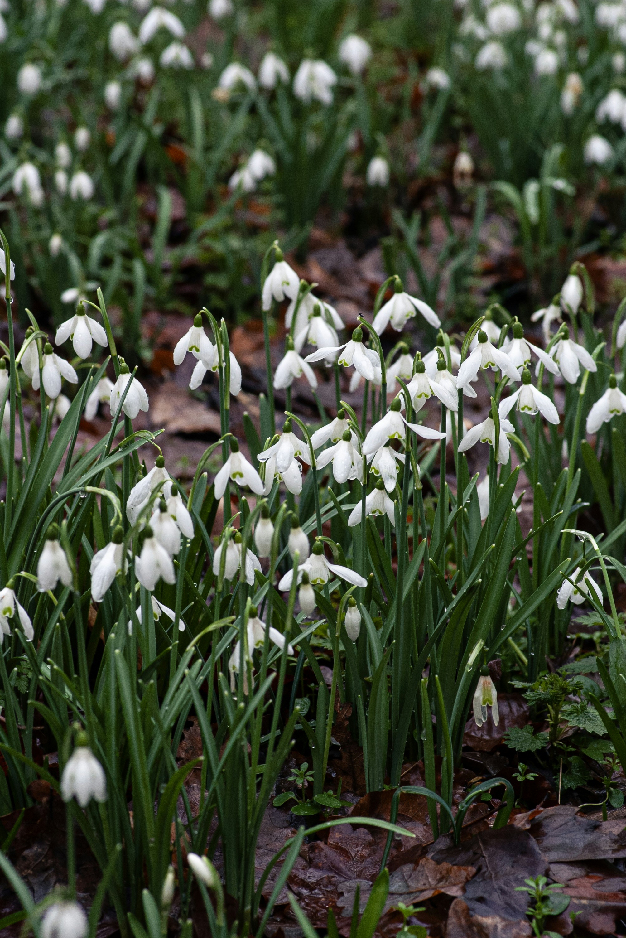 A cluster of white snowdrop flowers blooming in a forest.