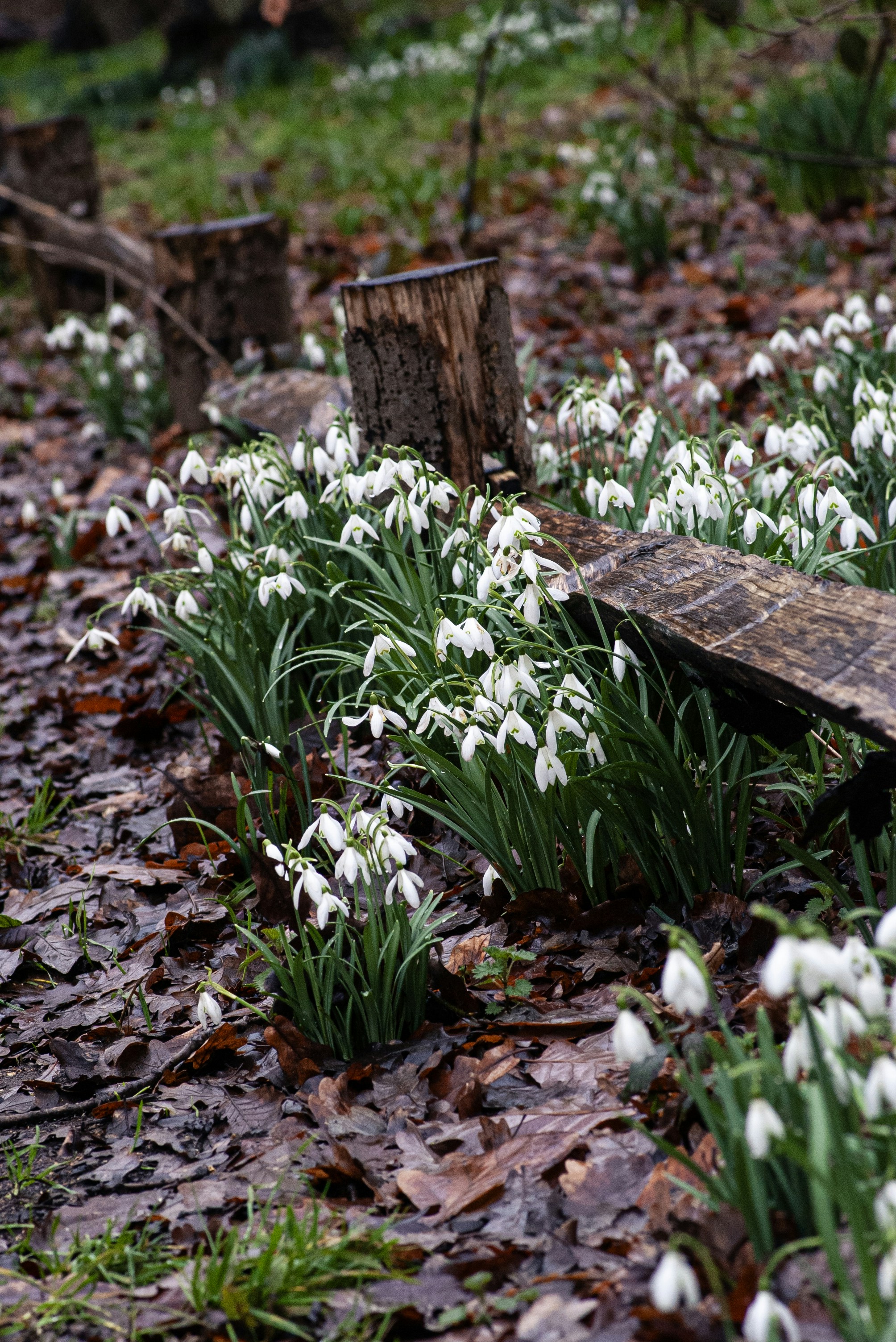 A cluster of white snowdrop flowers blooming in a forest.