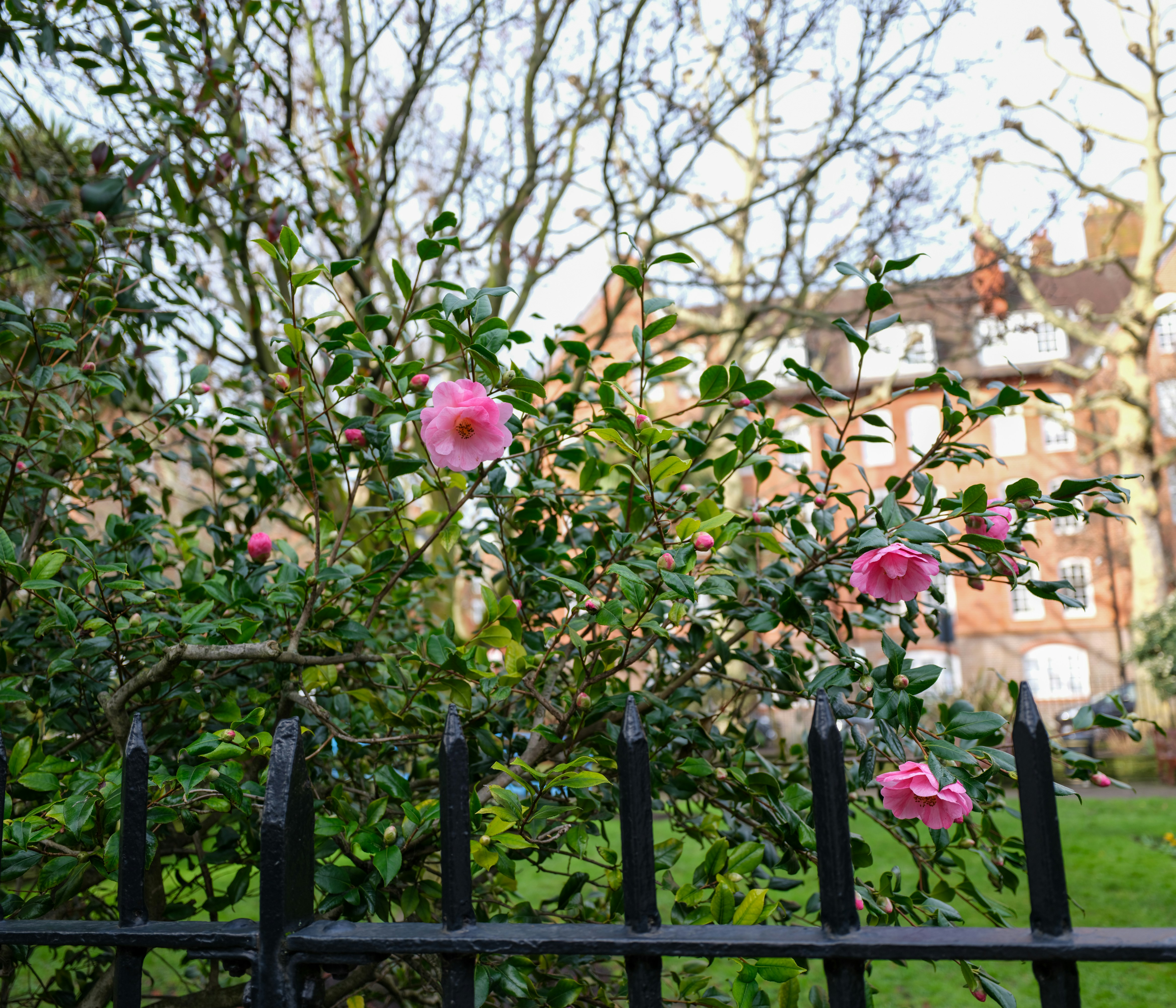 stylish garden fence