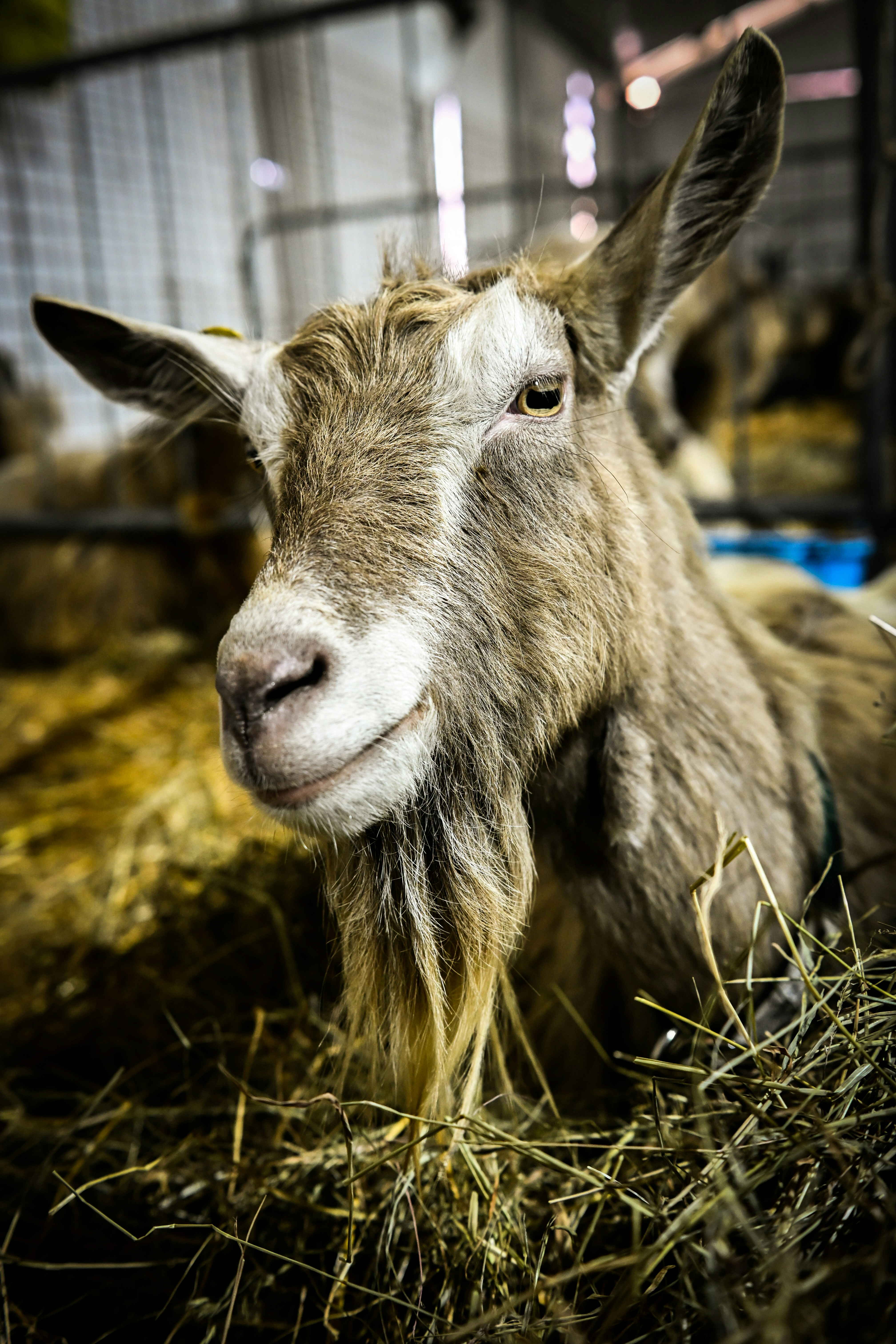 Photo by albertobigoni