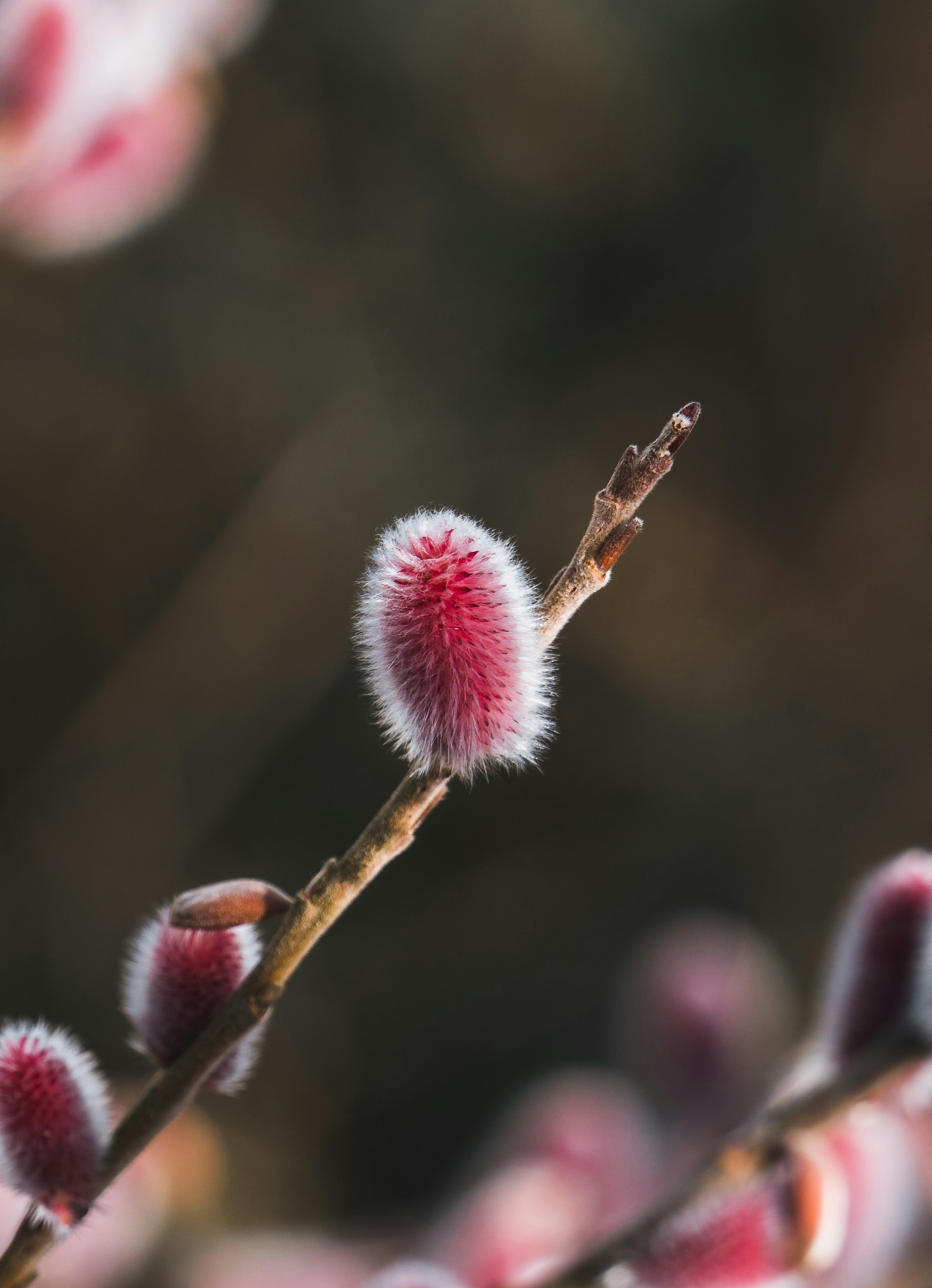 Fluffy pink buds on a tree branch.