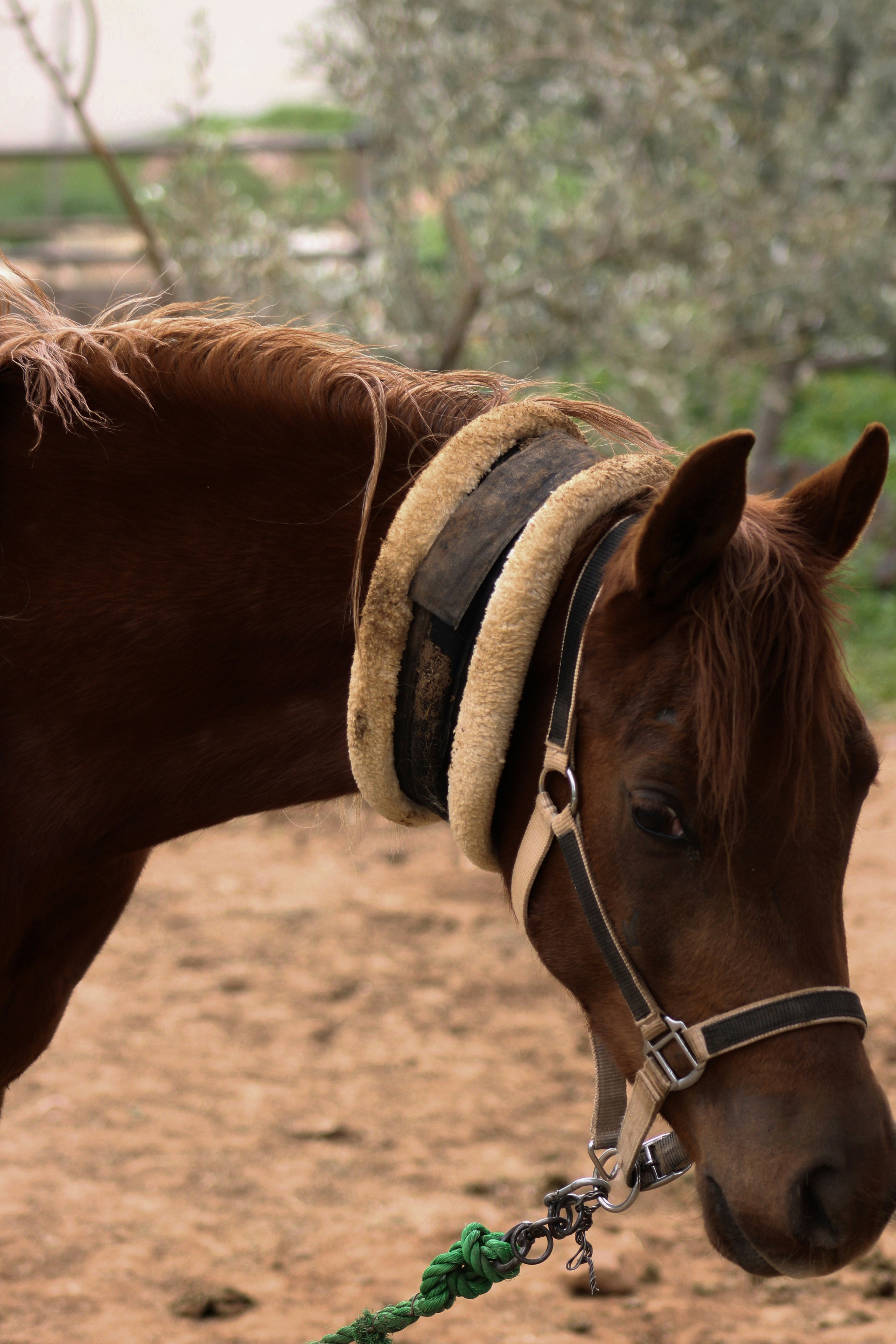 Brown horse with a padded collar and halter.