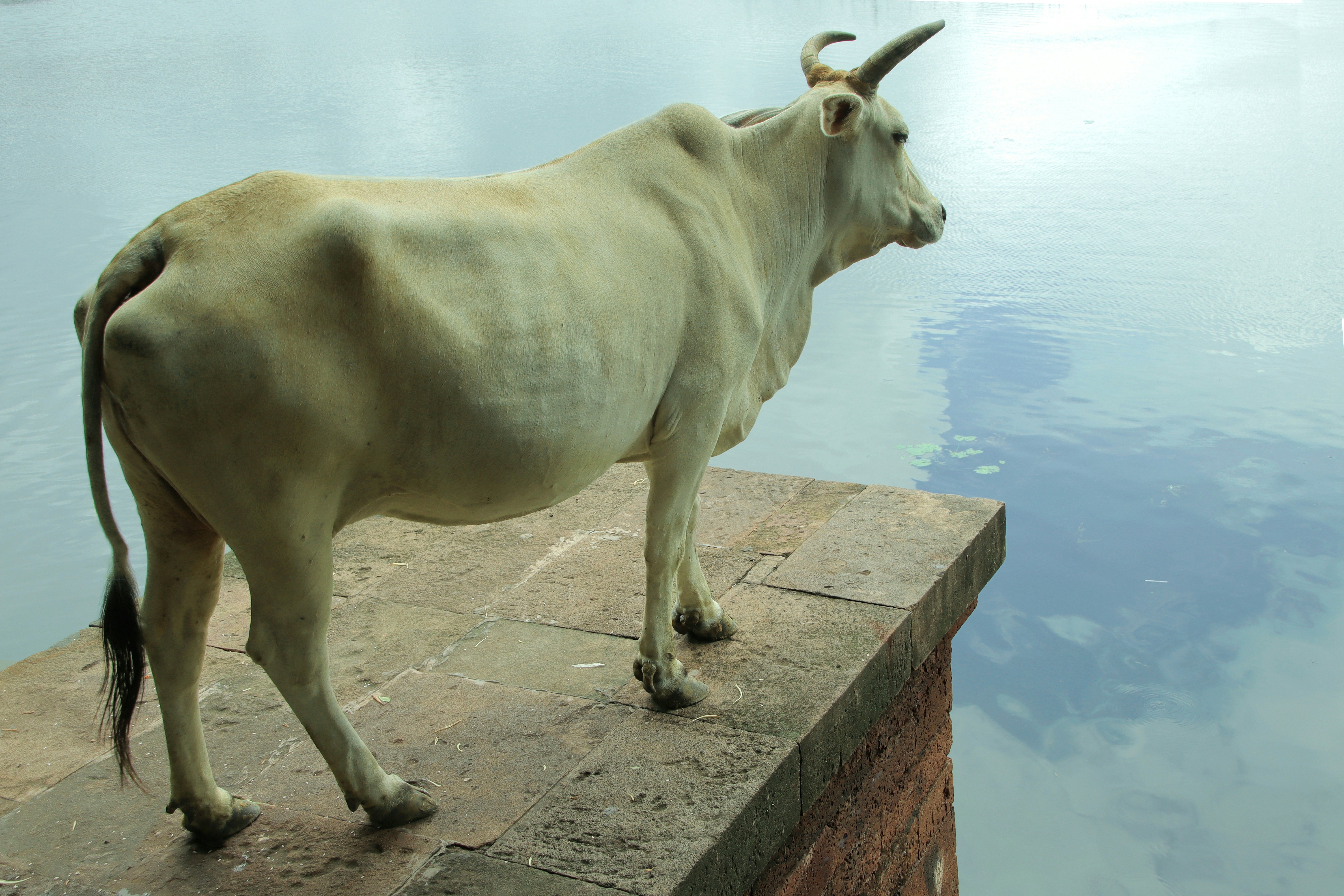 A white cow stands on a stone ledge by water