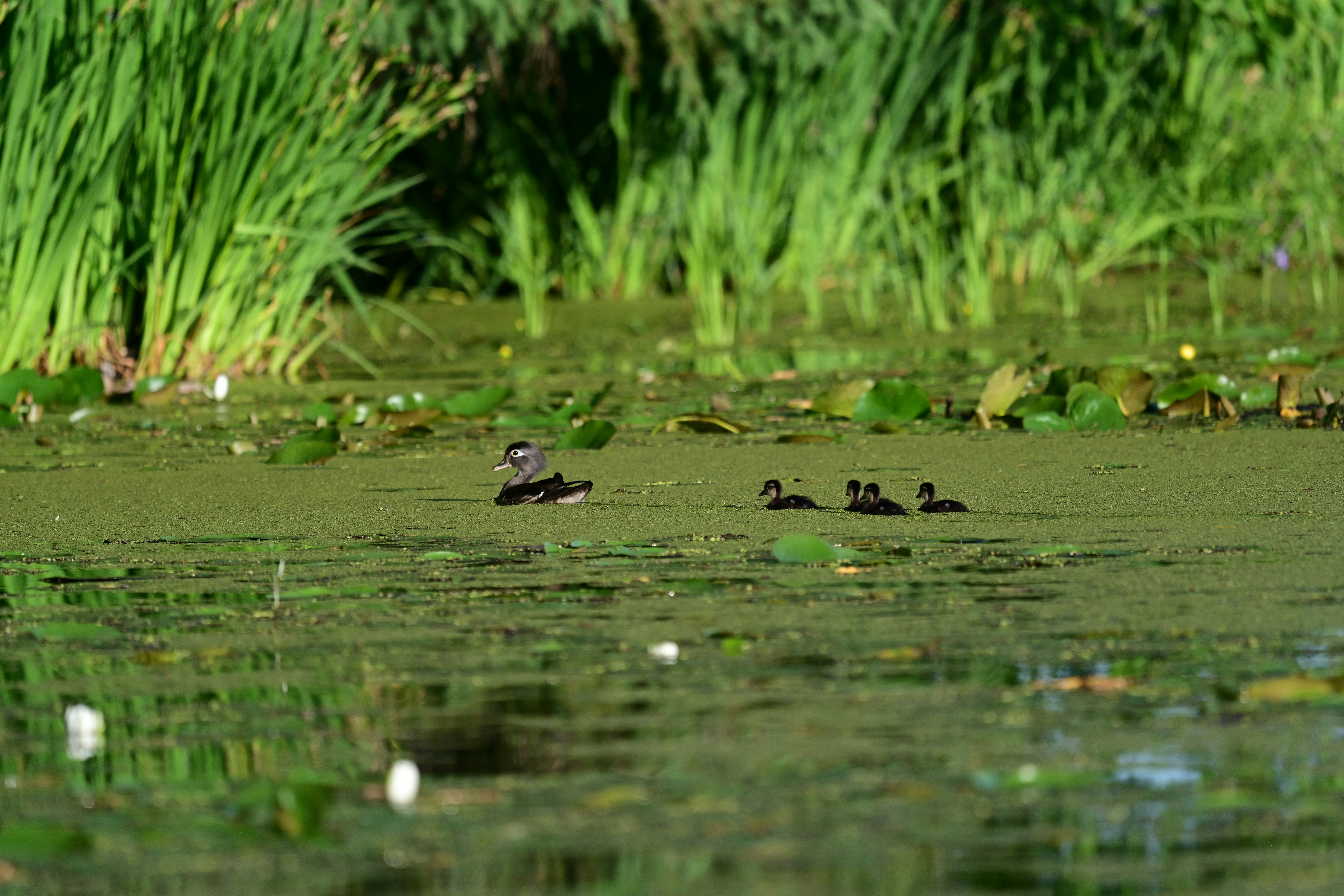 Photo by samuelprevin