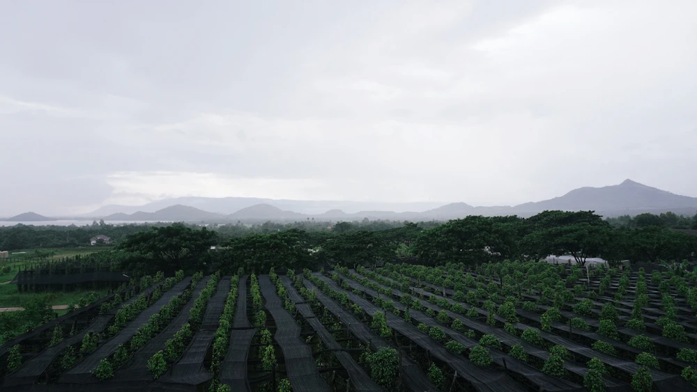 Spice-growing farmland in Kerala's Western Ghats foothills