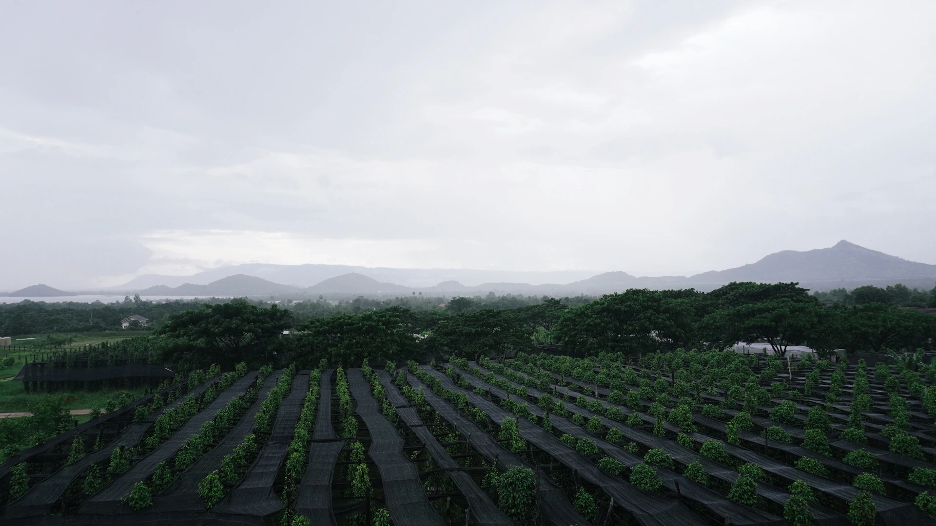 Rows of crops in a field with mountains in background