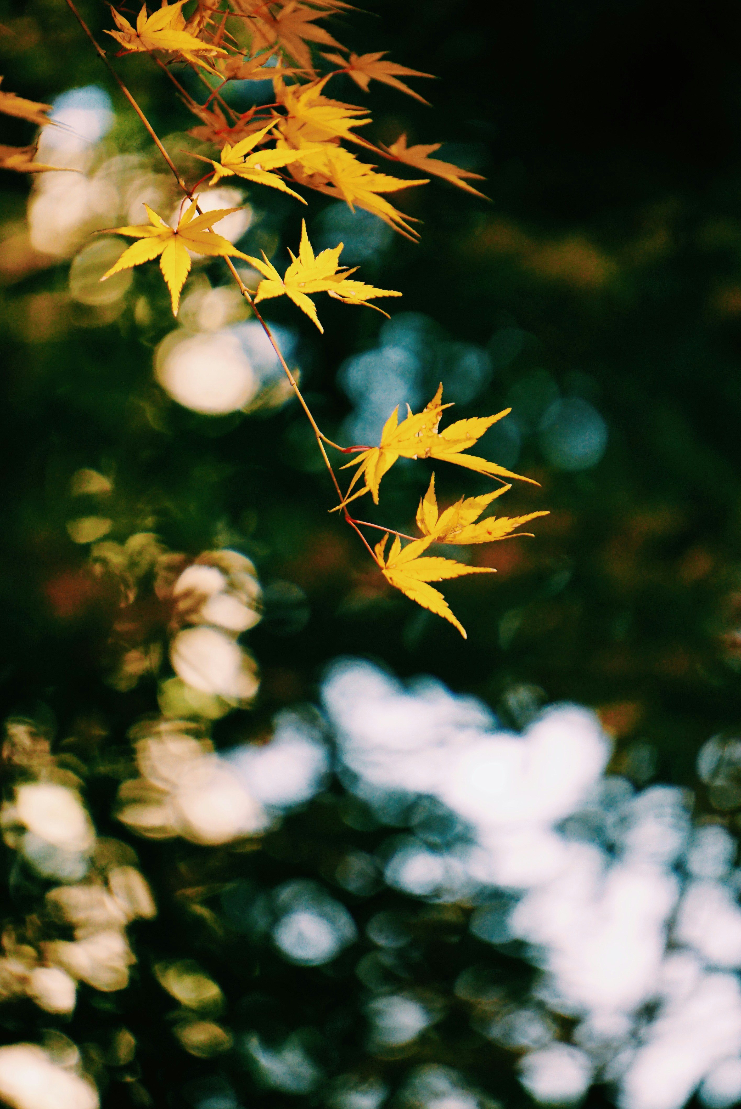Yellow maple leaves against a blurred green background