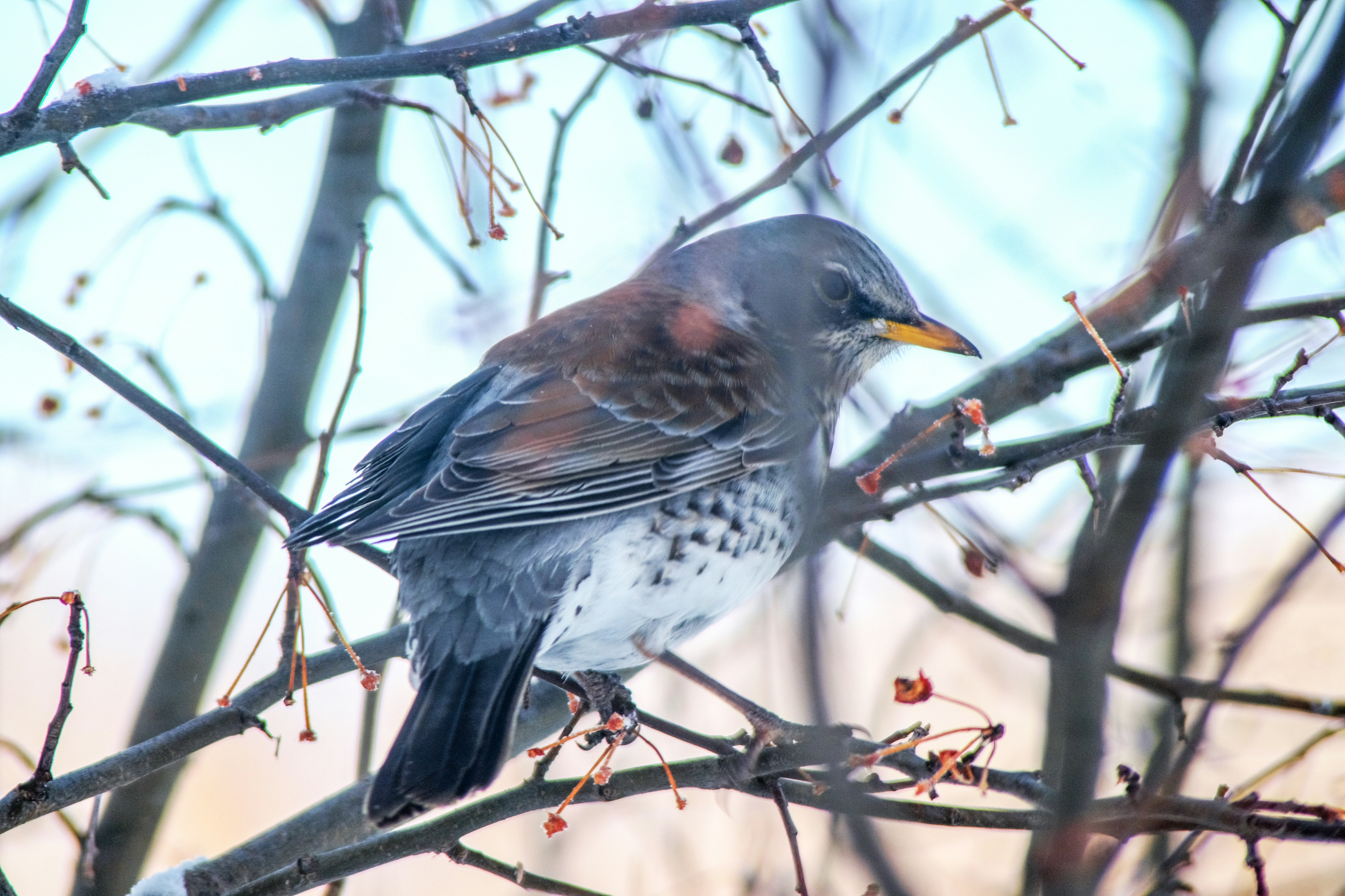 Ein Vogel, der auf einem kahlen Ast saß