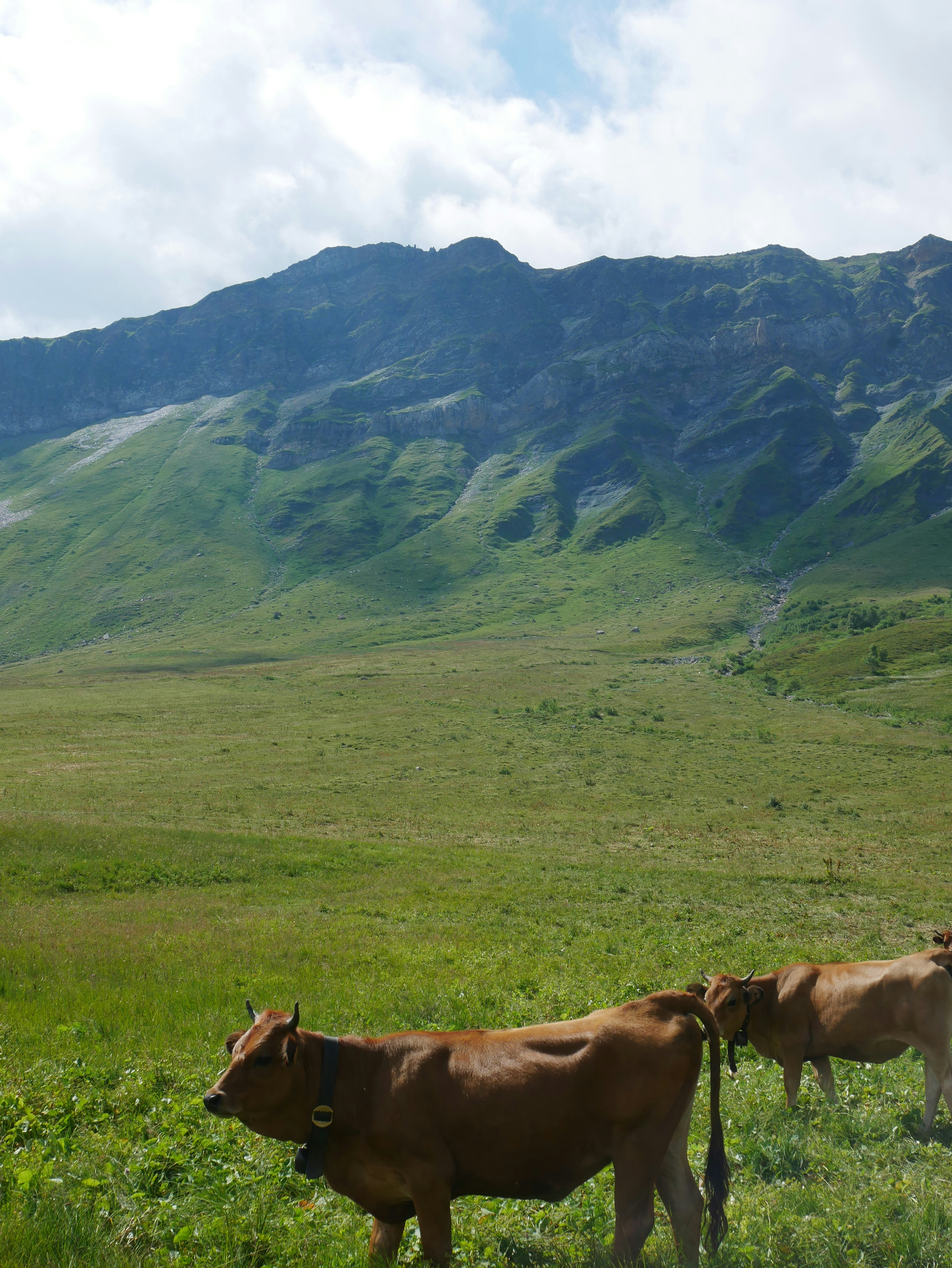 Cows grazing in a lush green mountain meadow.