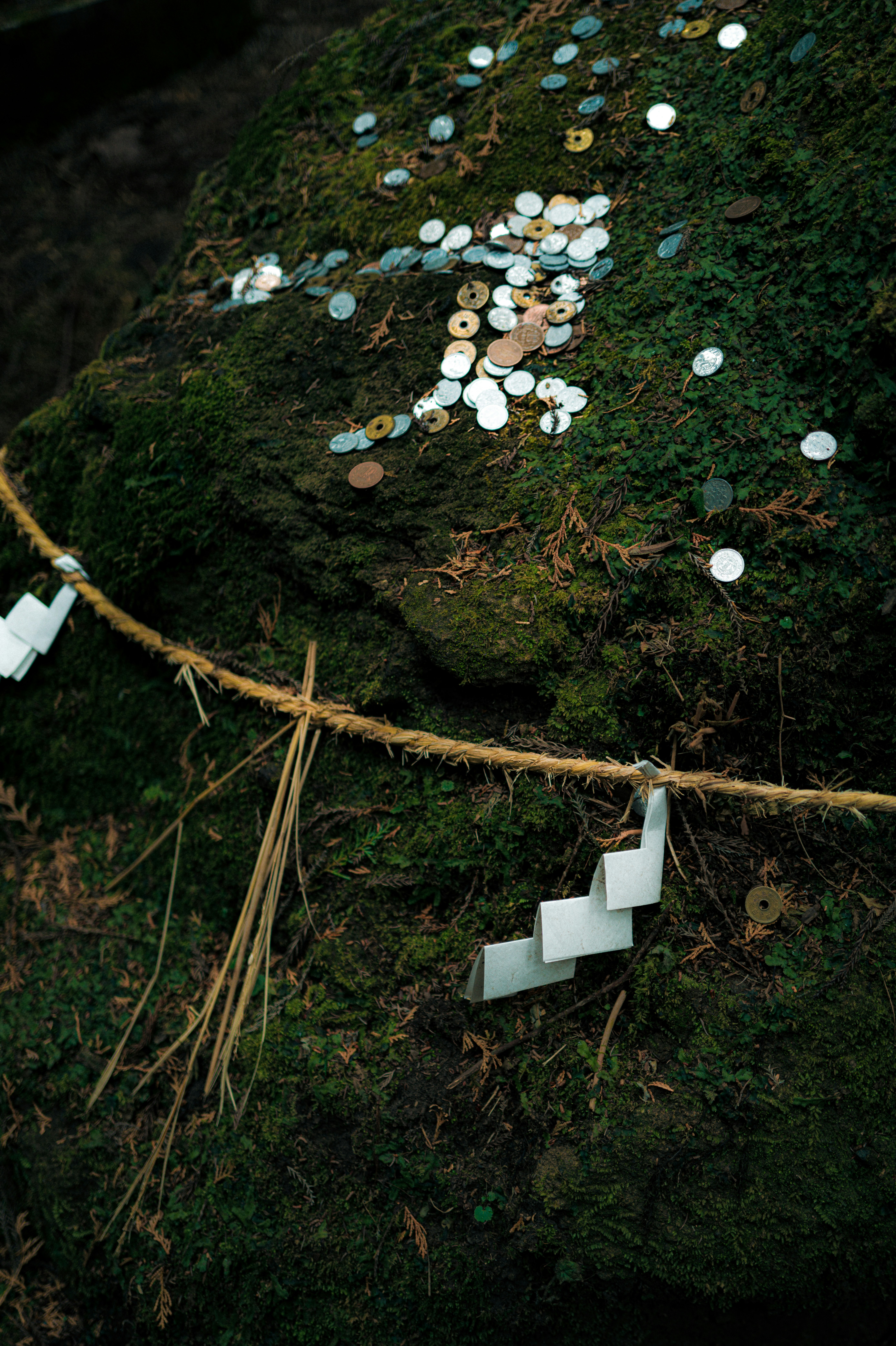 Coins scattered on a mossy rock with rope and rope.