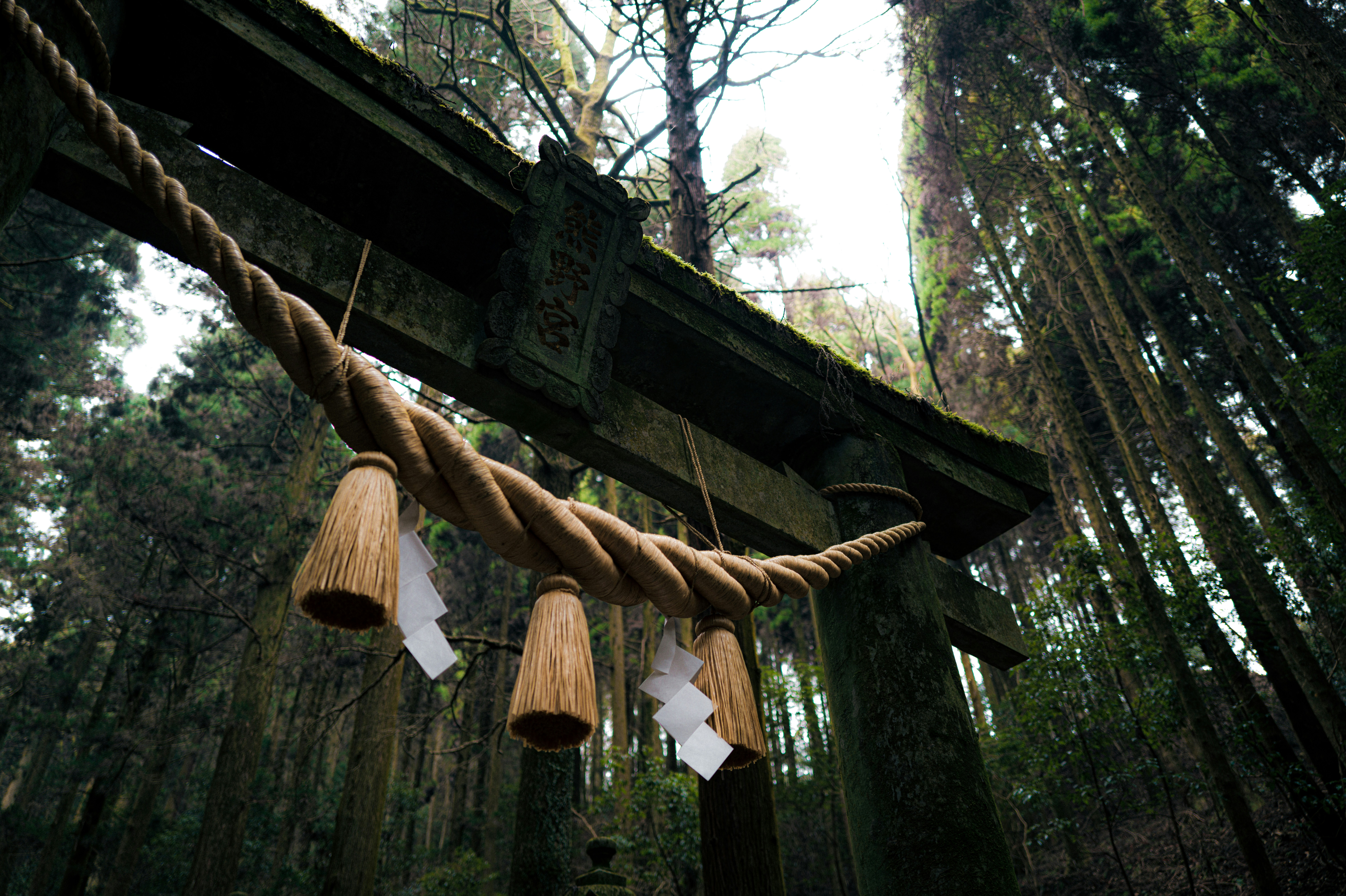 Torii gate in a dense, mossy forest