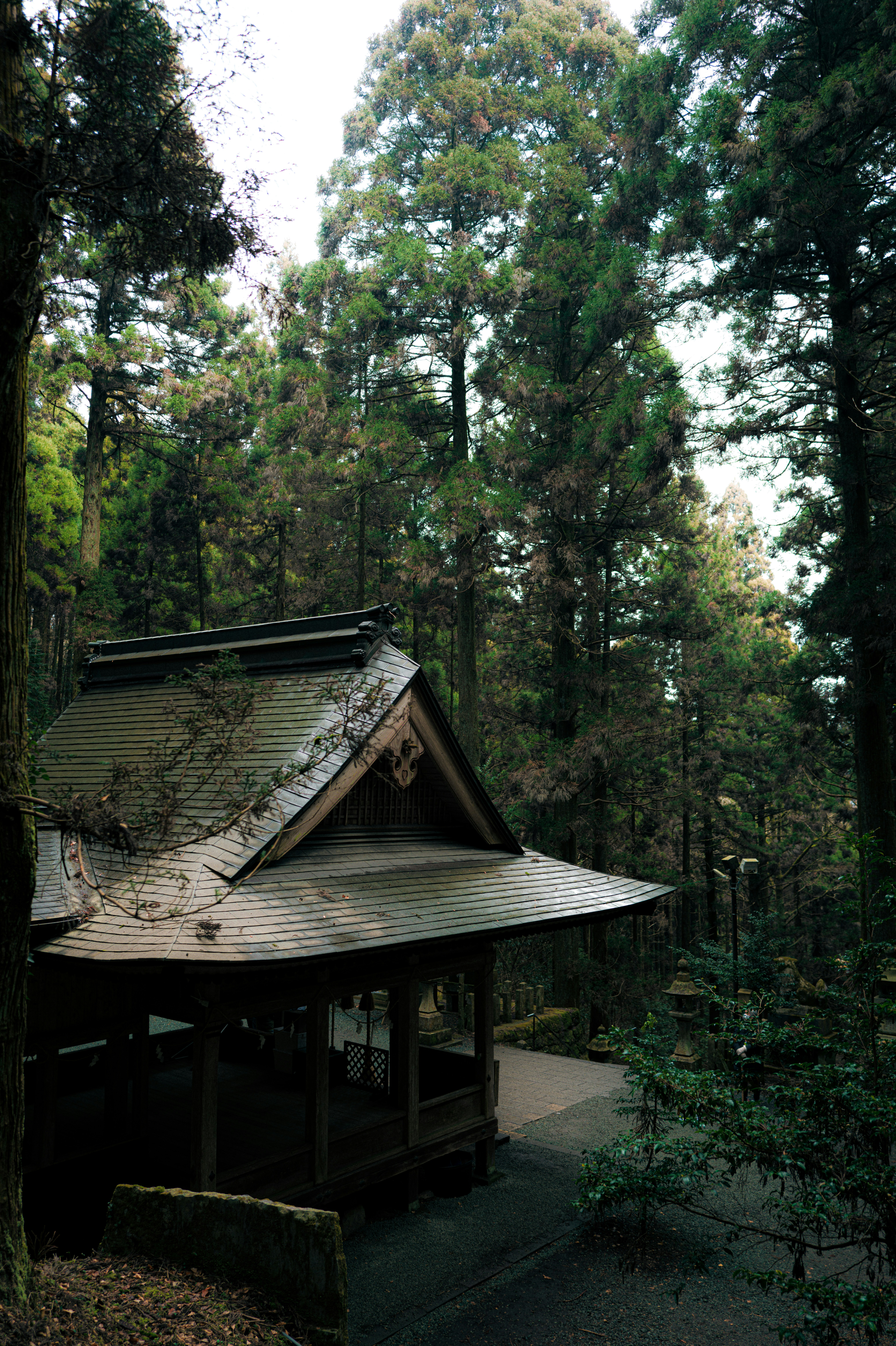 Traditional japanese building nestled among tall trees.