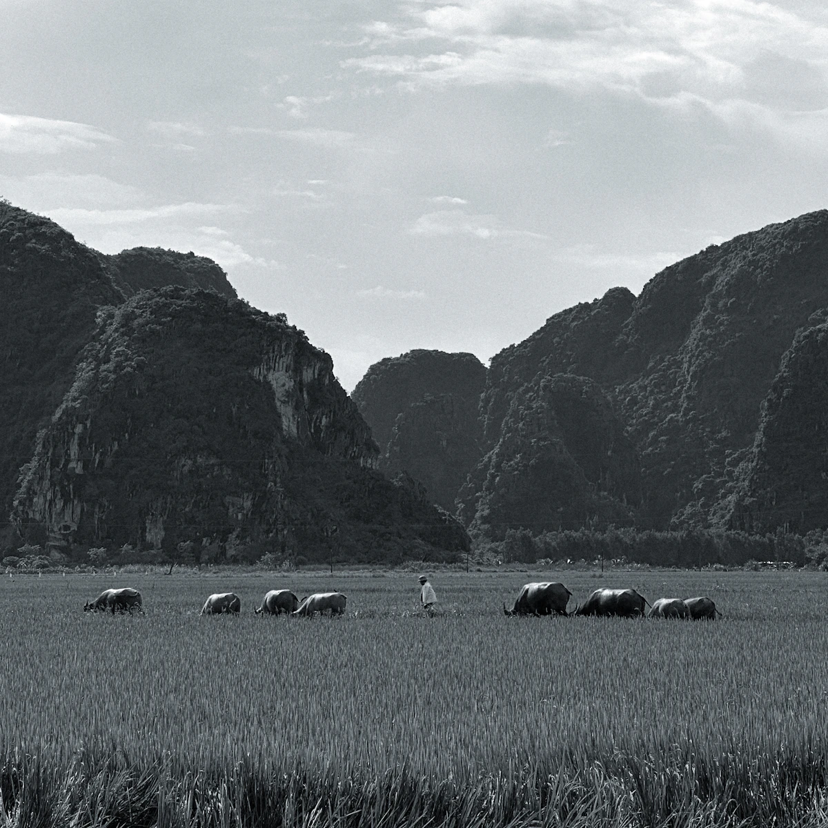 Kerbau merumput di hamparan sawah hijau
