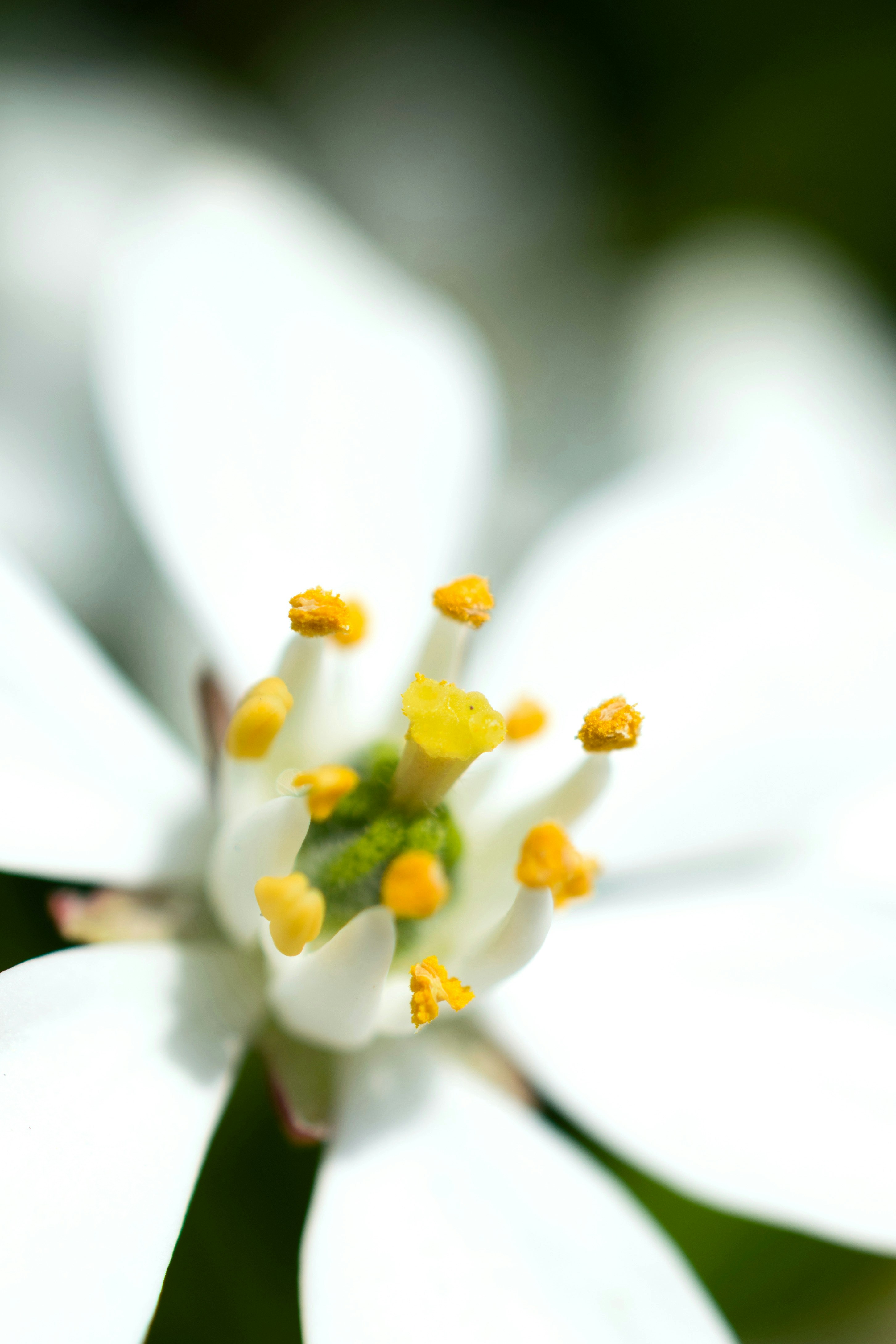 Close-up of a white flower with yellow stamens.