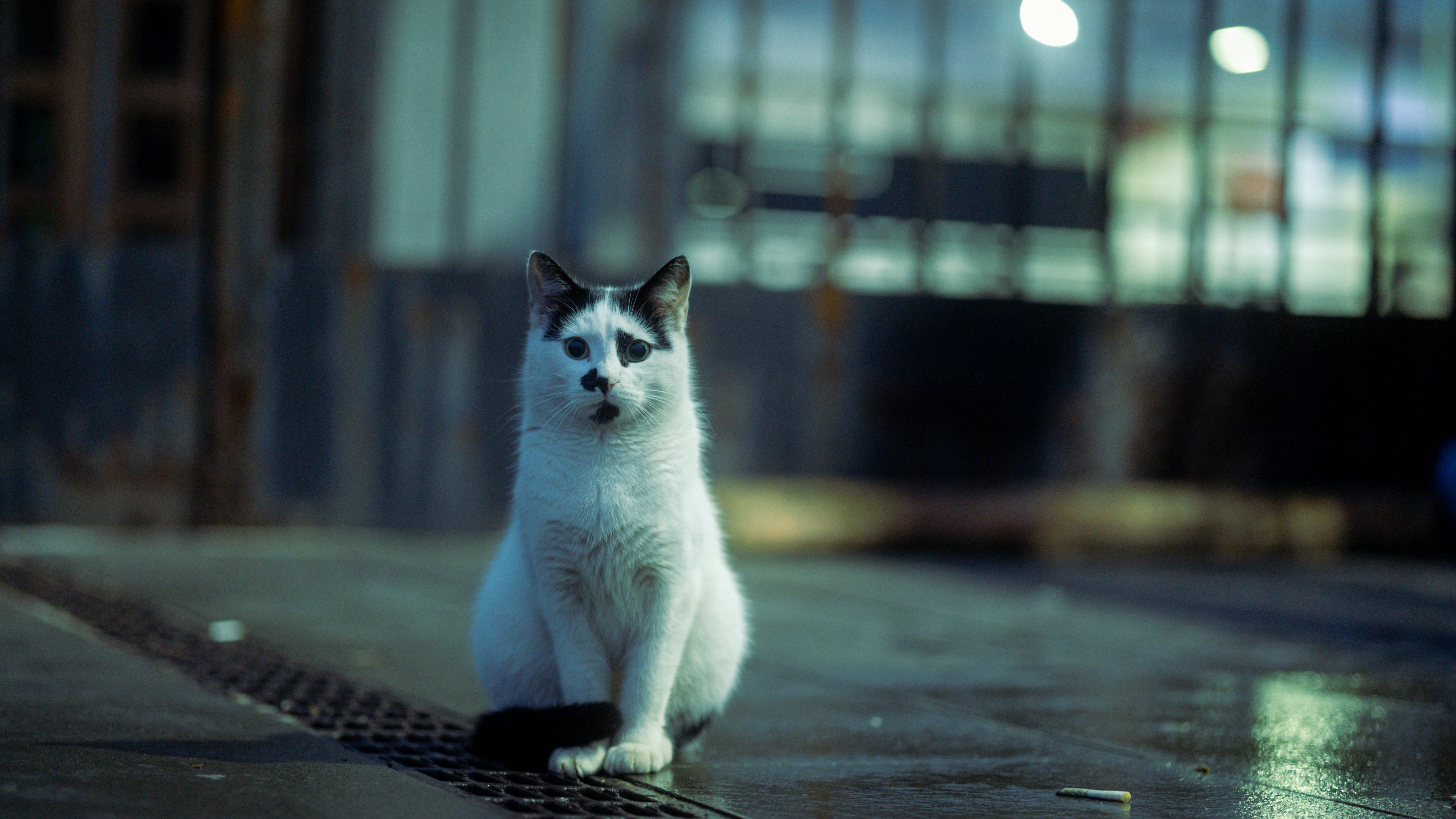 A black and white cat sits on a wet street.