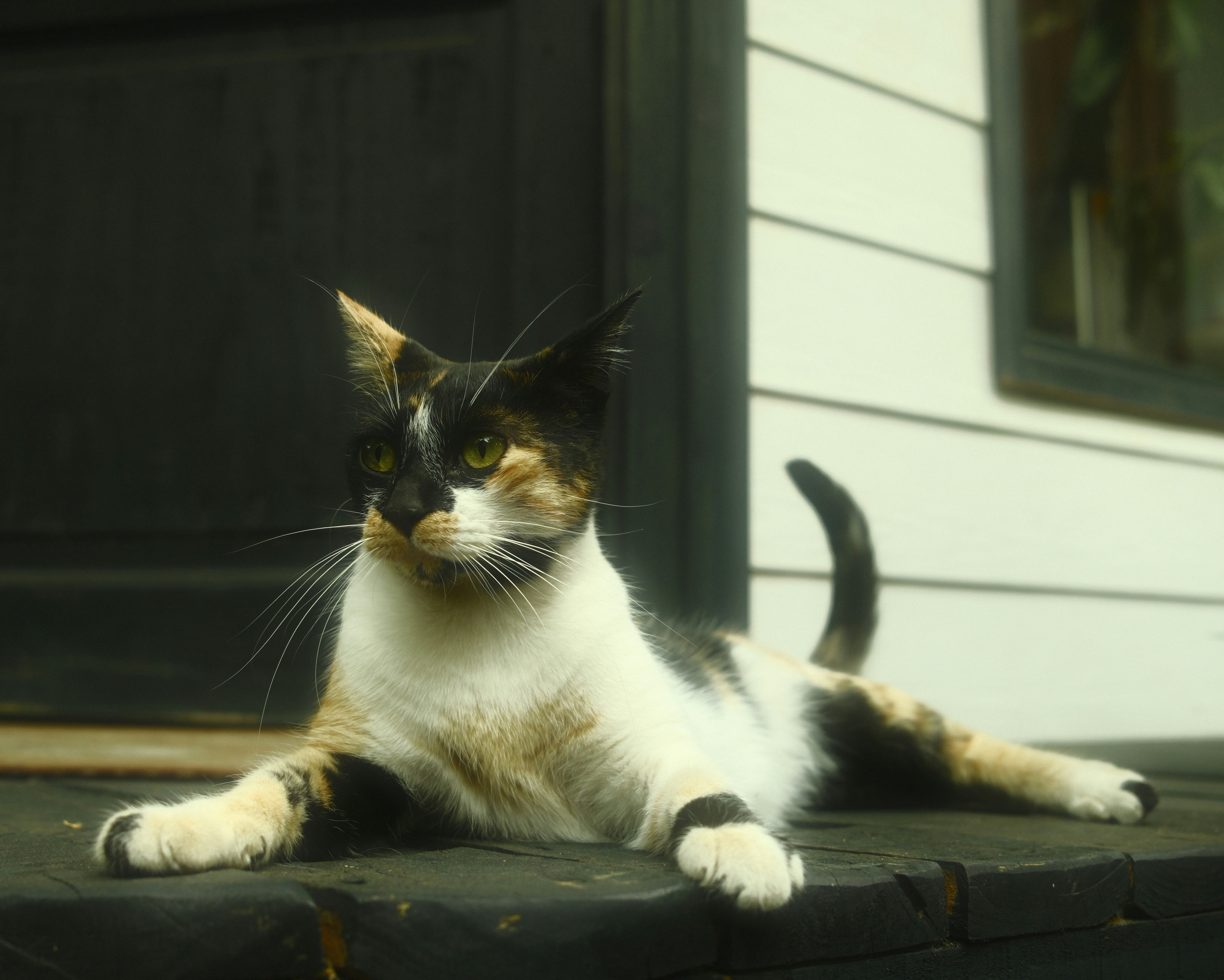 A calico cat rests on a wooden porch.