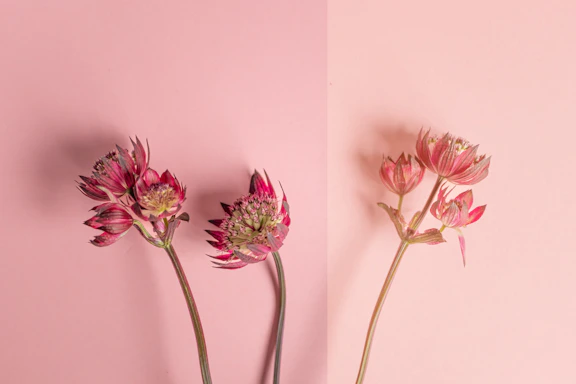 Three pink flowers on a pink background