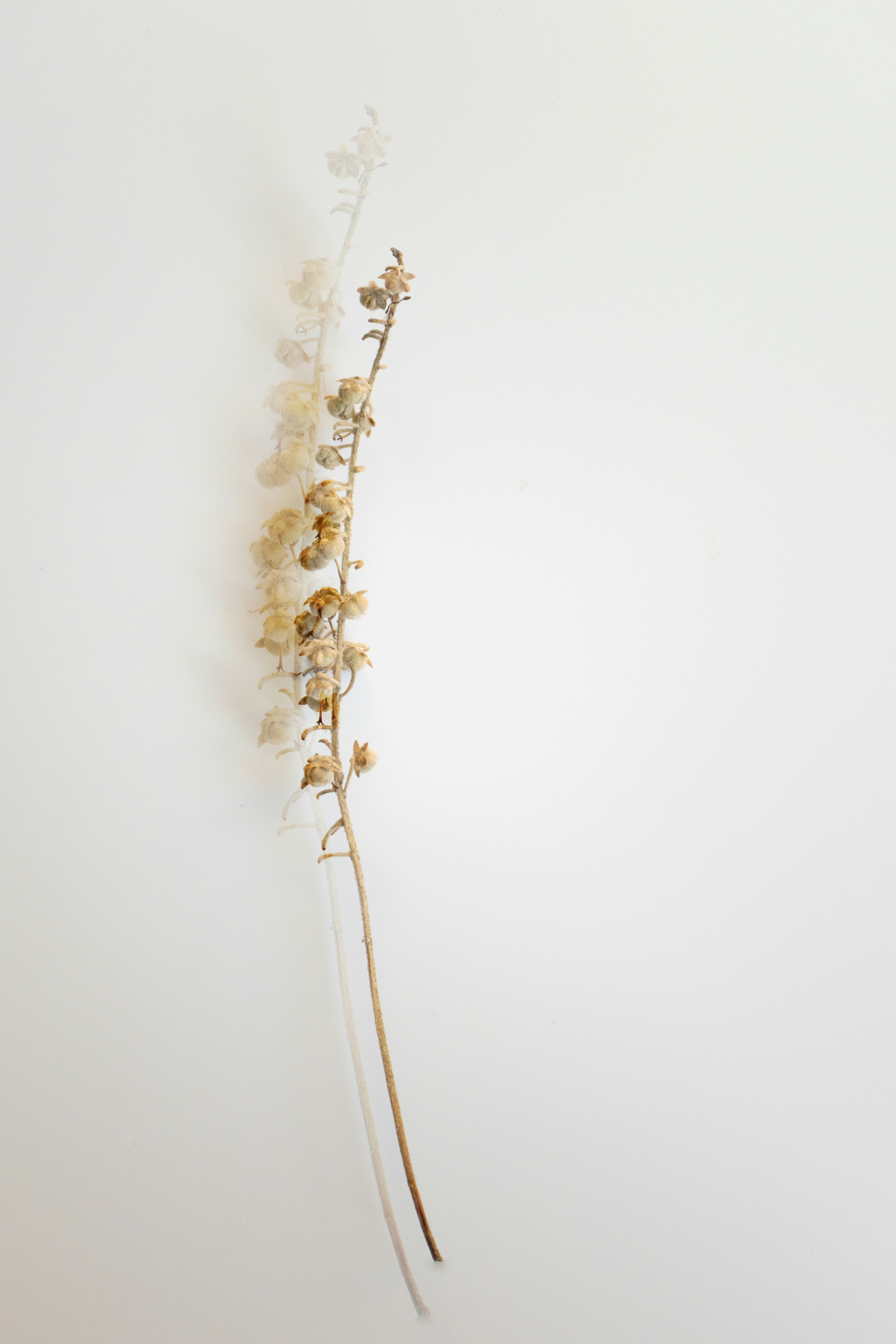 A single dried flower stem against a white background.