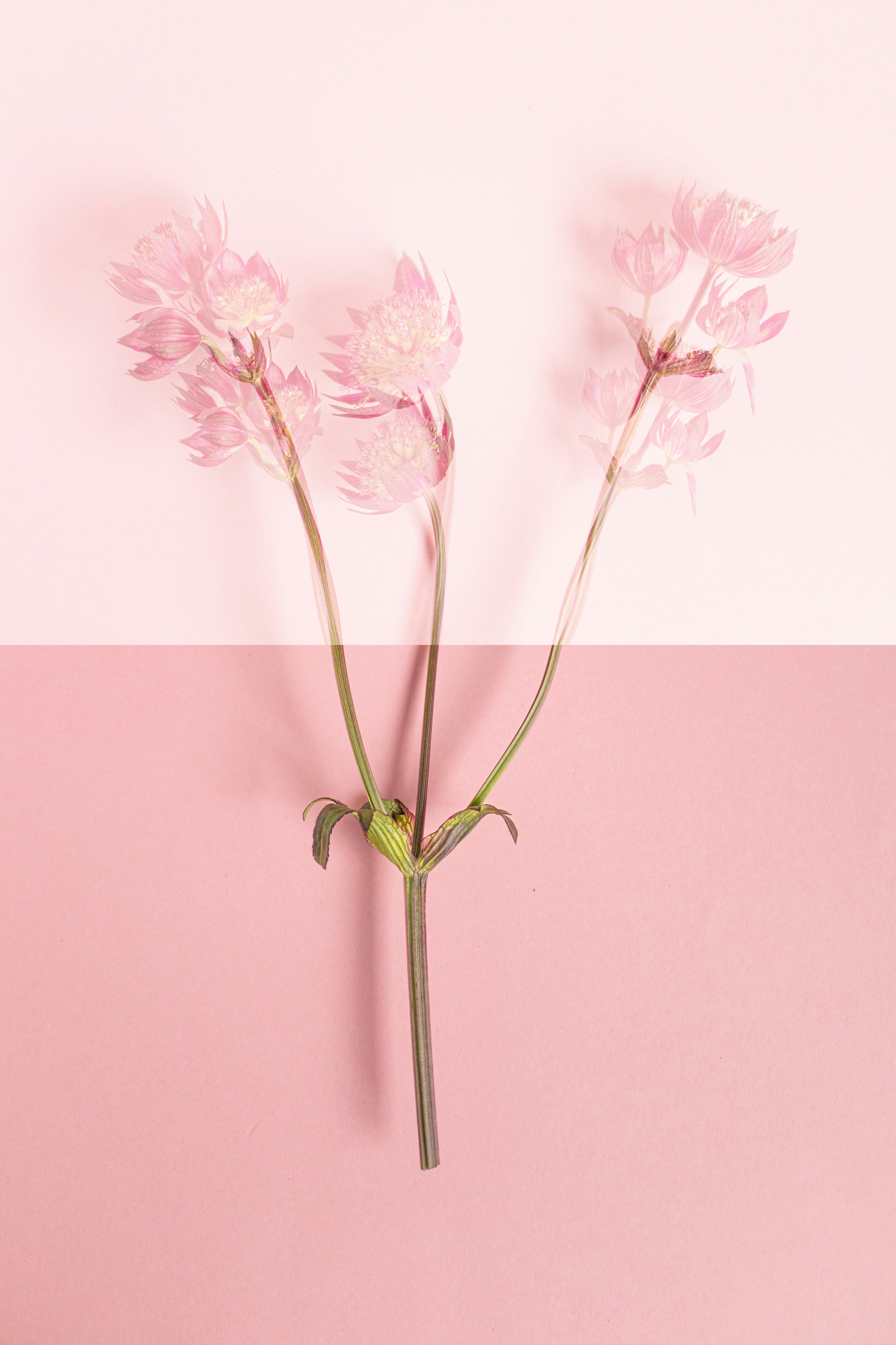 Delicate pink flowers on a split pink background