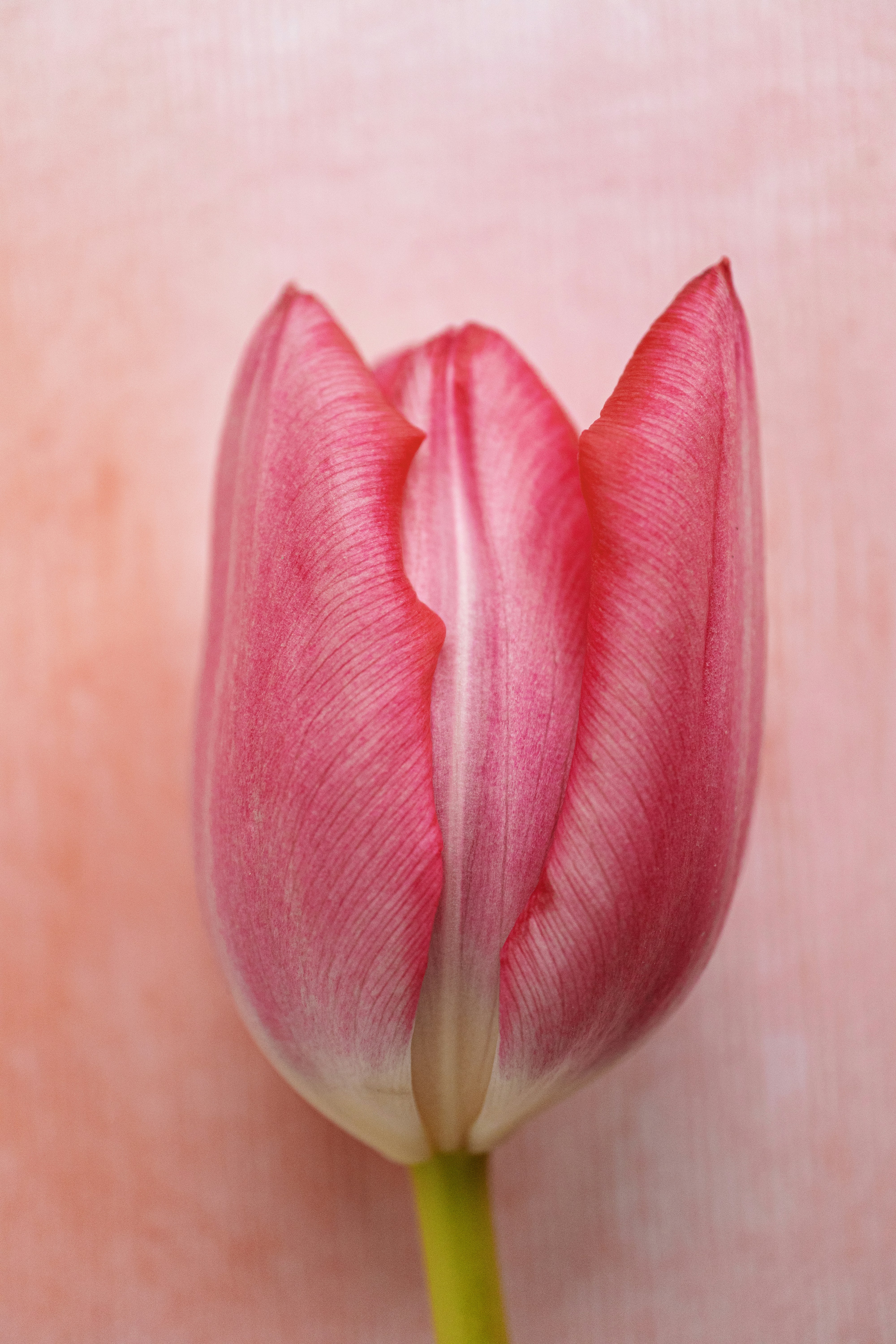 A single pink tulip against a textured background
