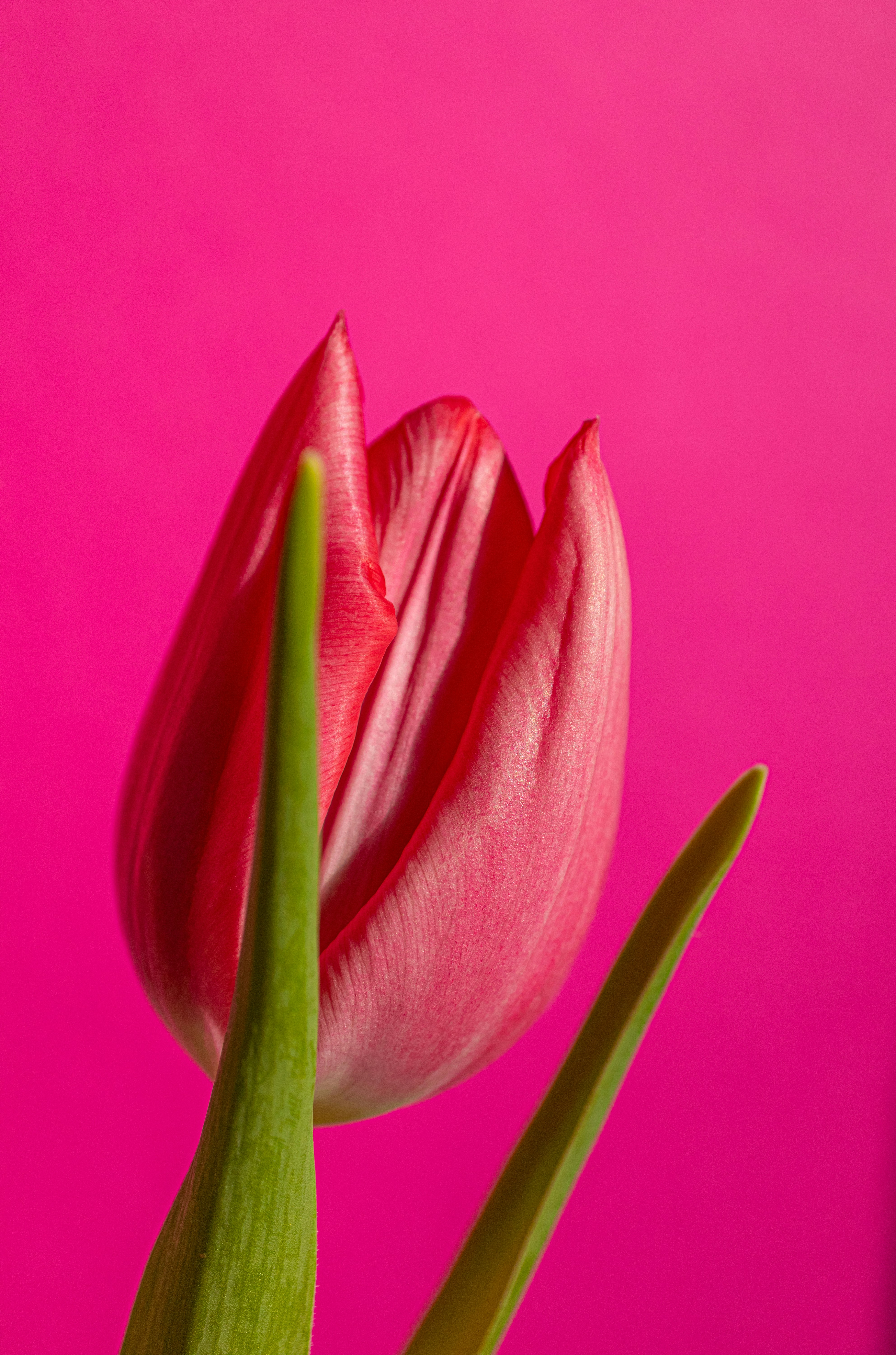 A single red tulip against a vibrant pink background.