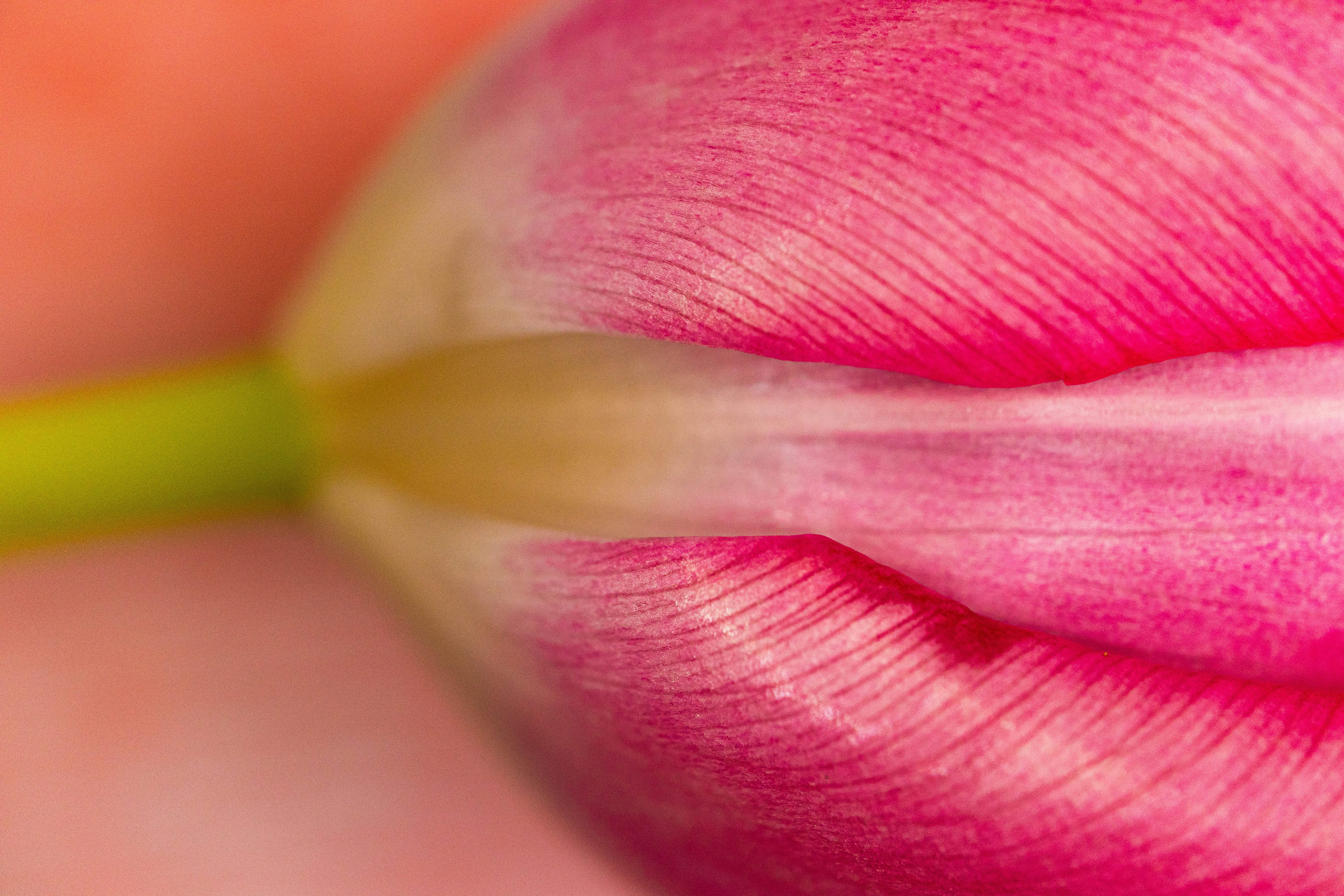 Close-up of a pink tulip petal with green stem