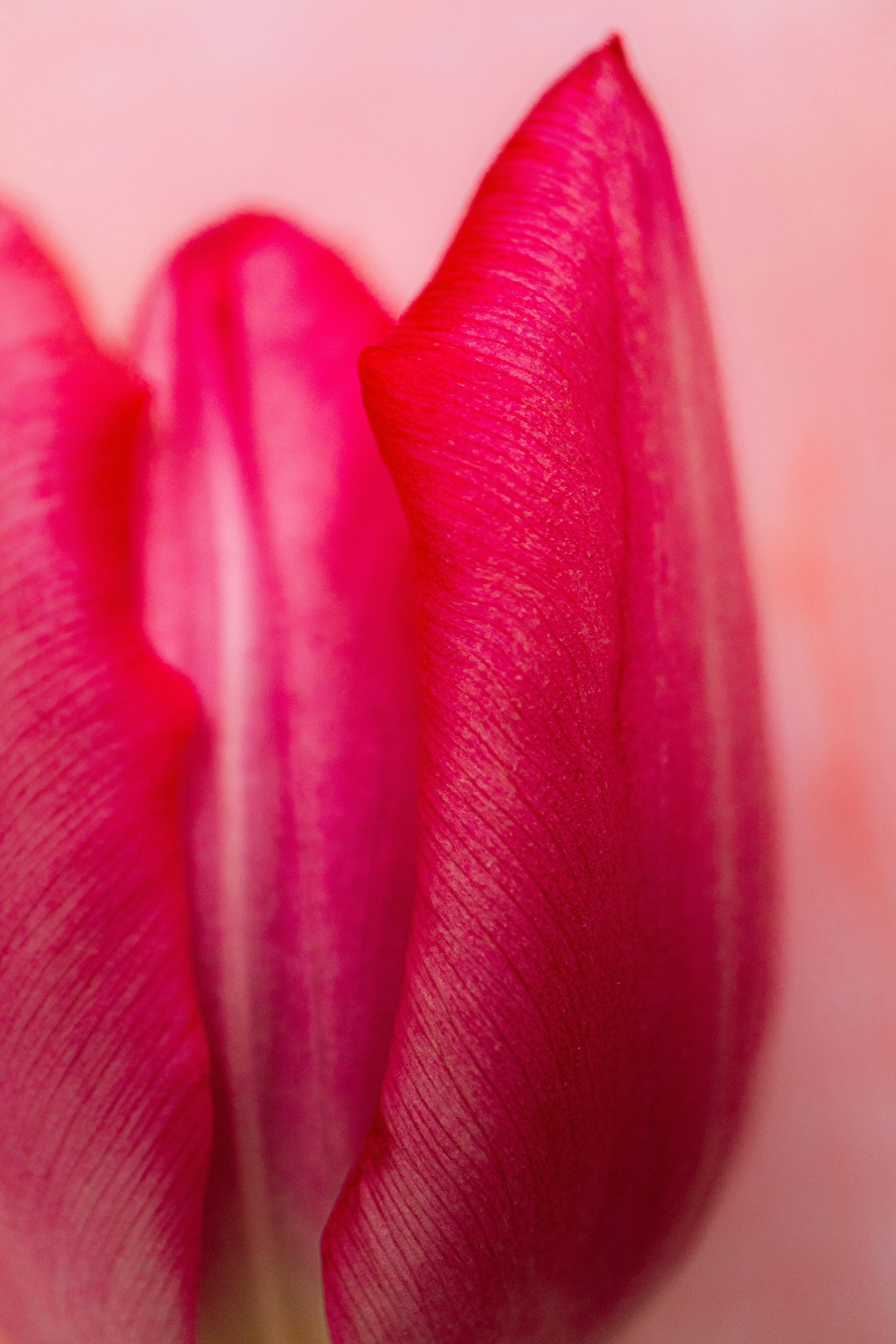 Close-up of a vibrant pink tulip bud