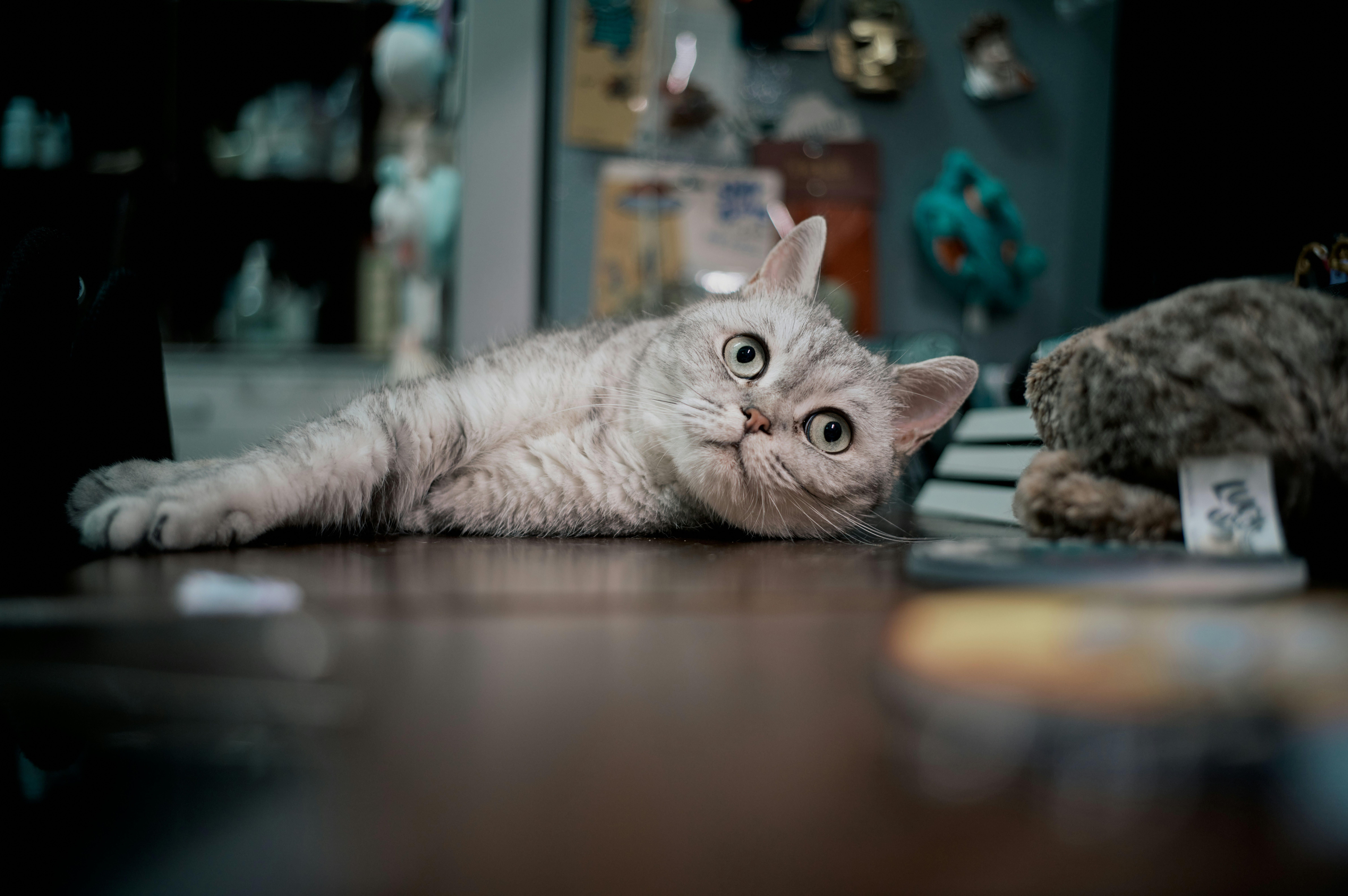 Musical Paws: Exploring the Connections Between Music and Pet Behavior