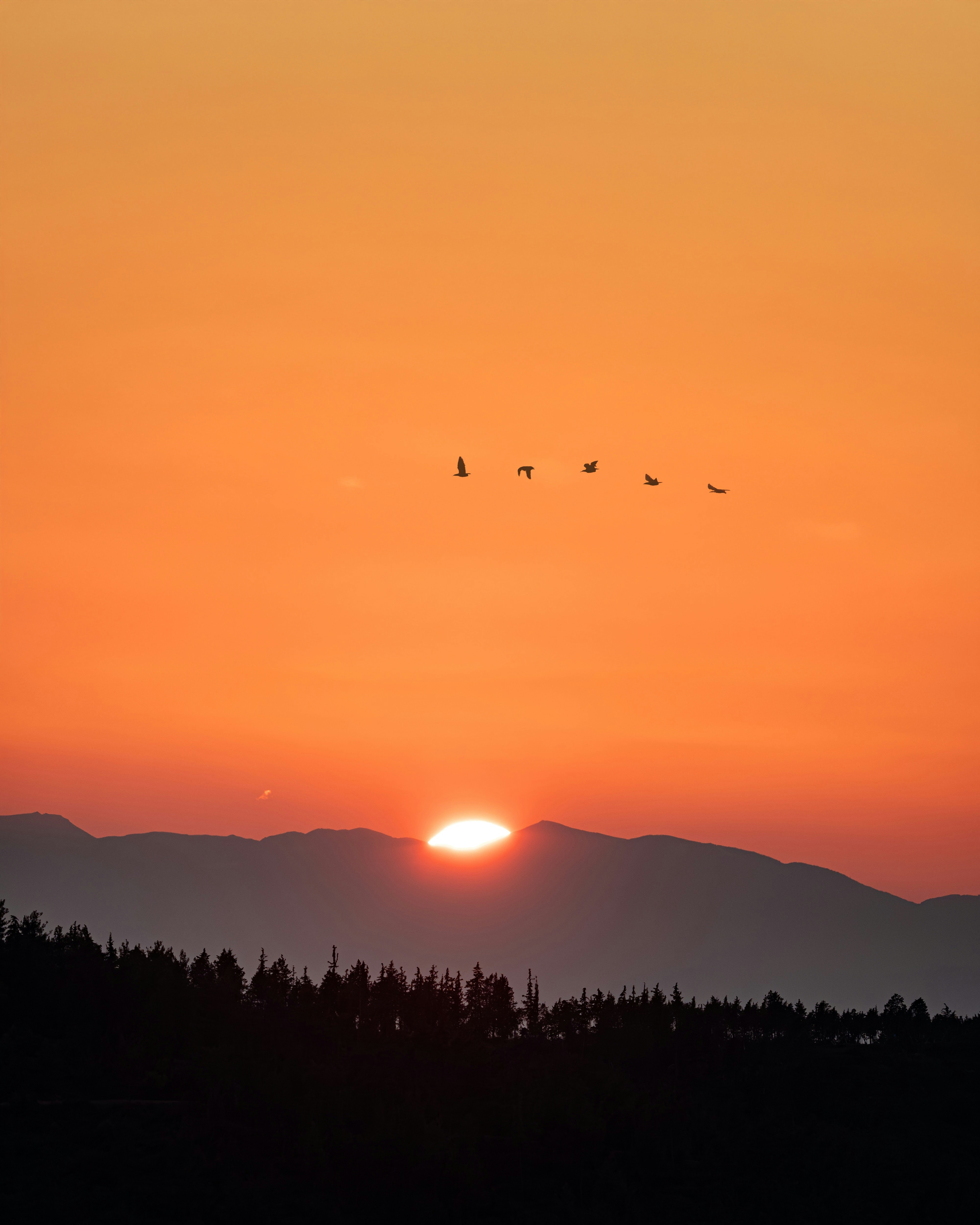 Bandada de pájaros volando sobre montañas al atardecer
