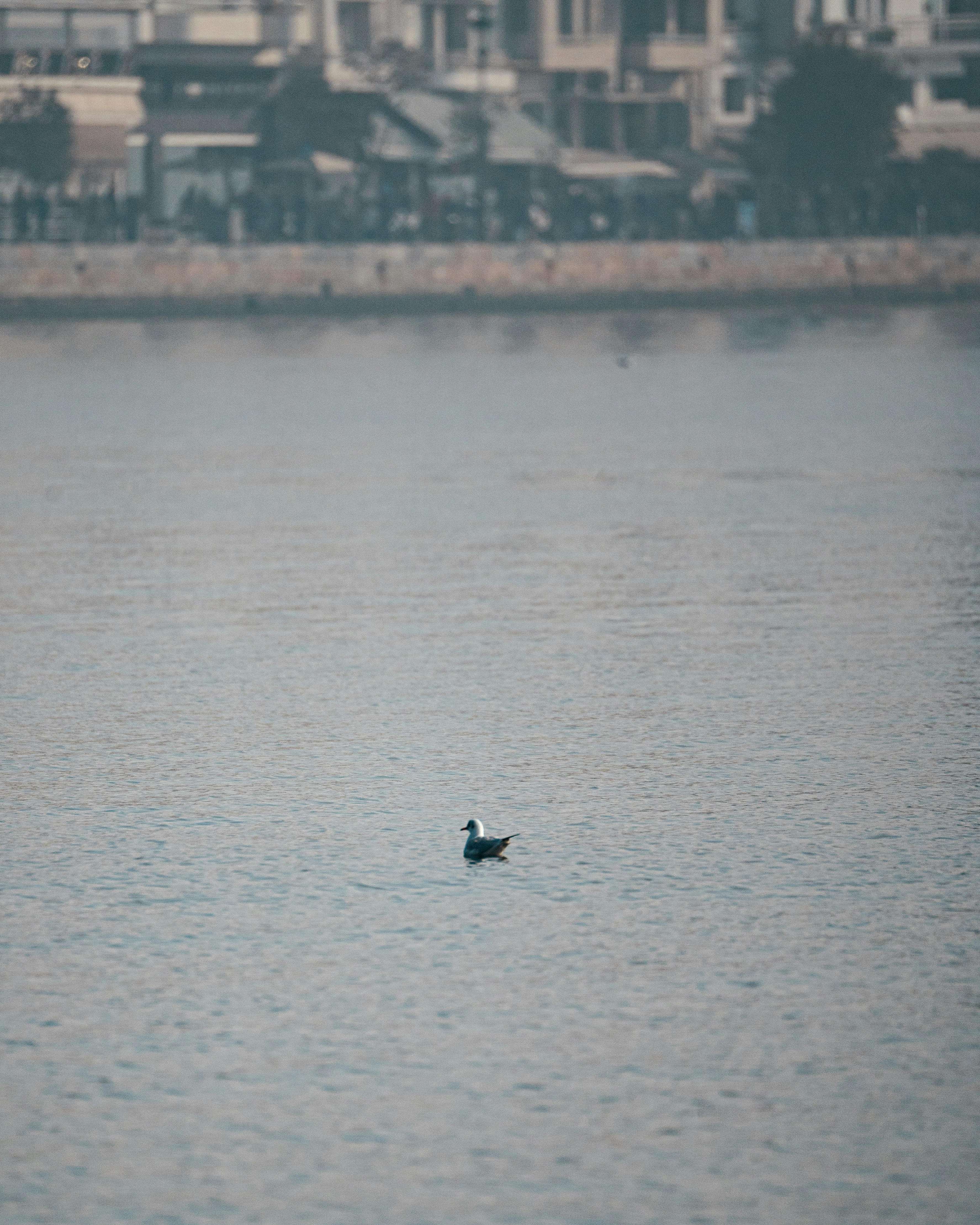 Un pato solitario nada en aguas tranquilas cerca de la orilla.