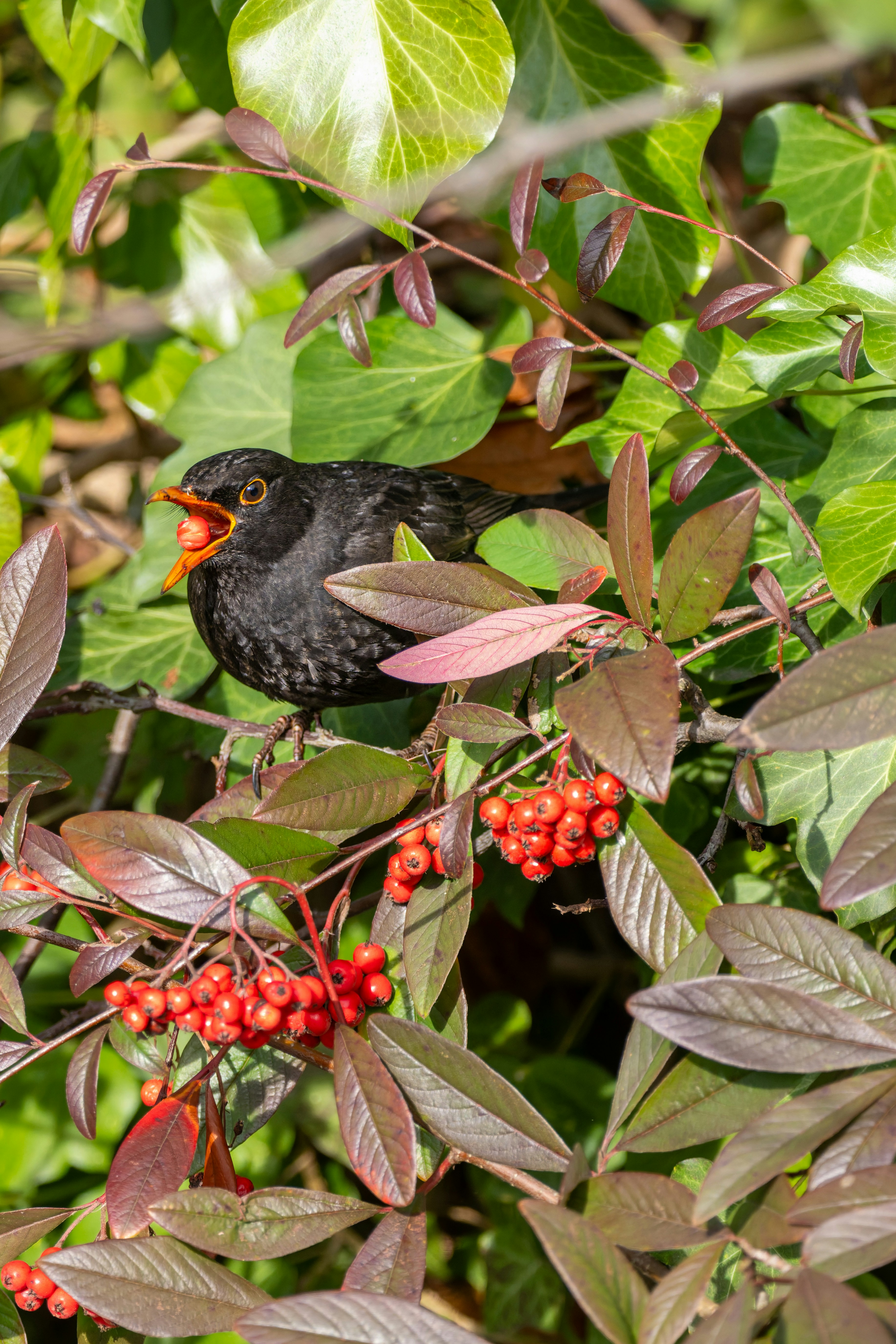 A blackbird sits amongst red berries and green leaves.