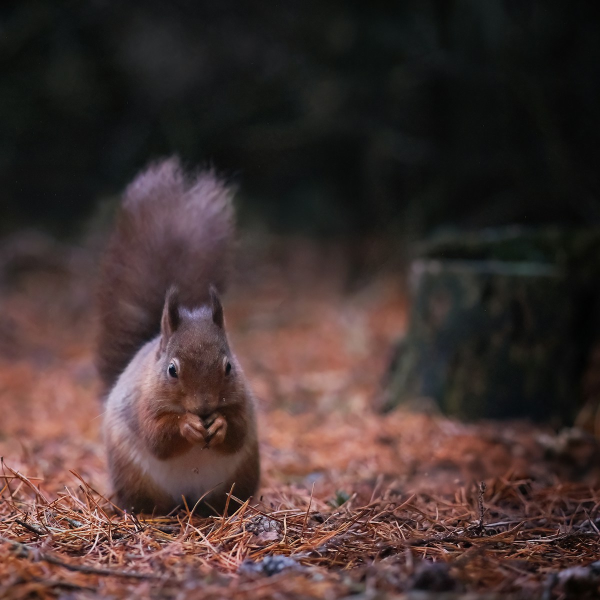 A red squirrel sitting on the forest floor in Durham, England