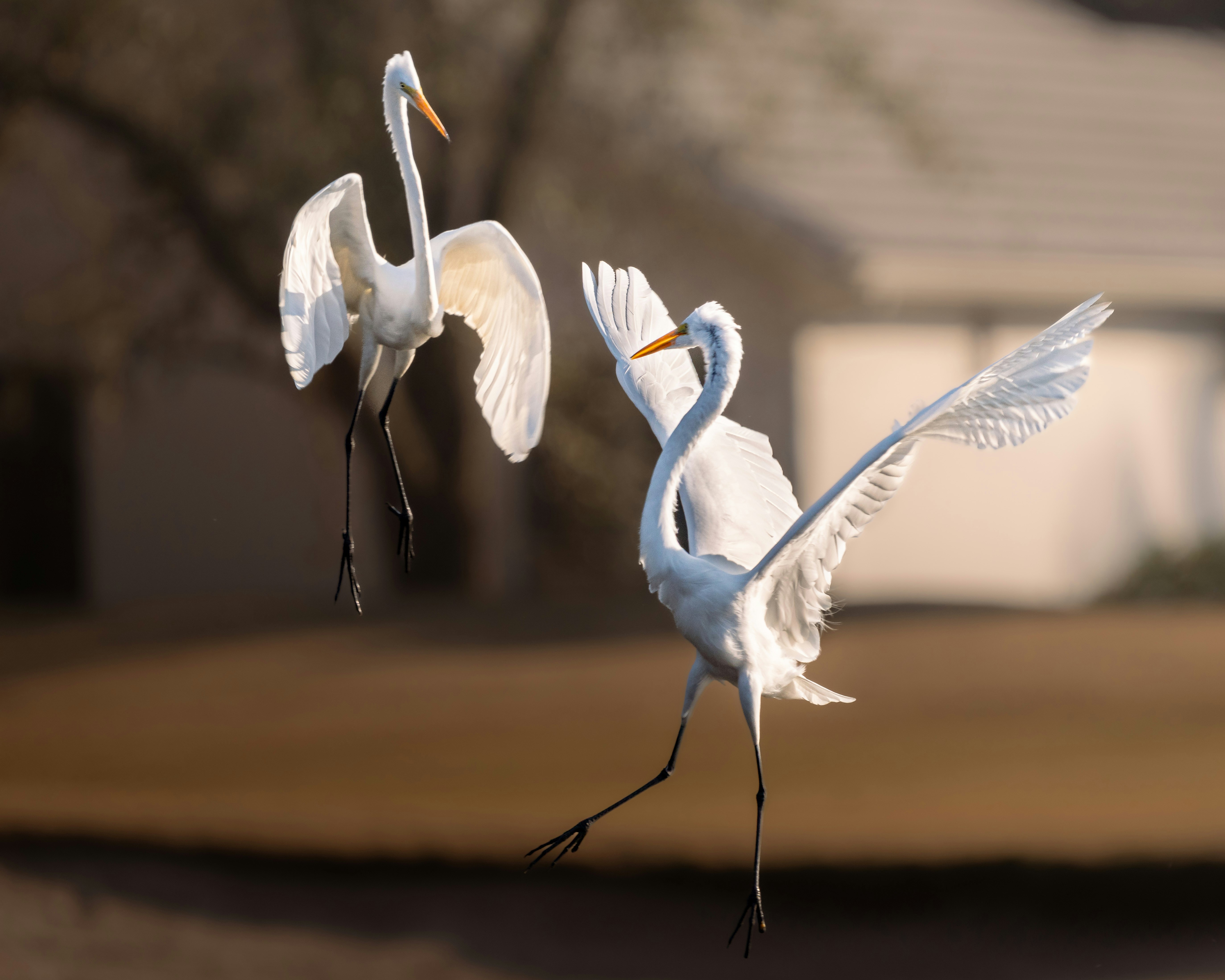 Two white egrets with wings spread in flight.