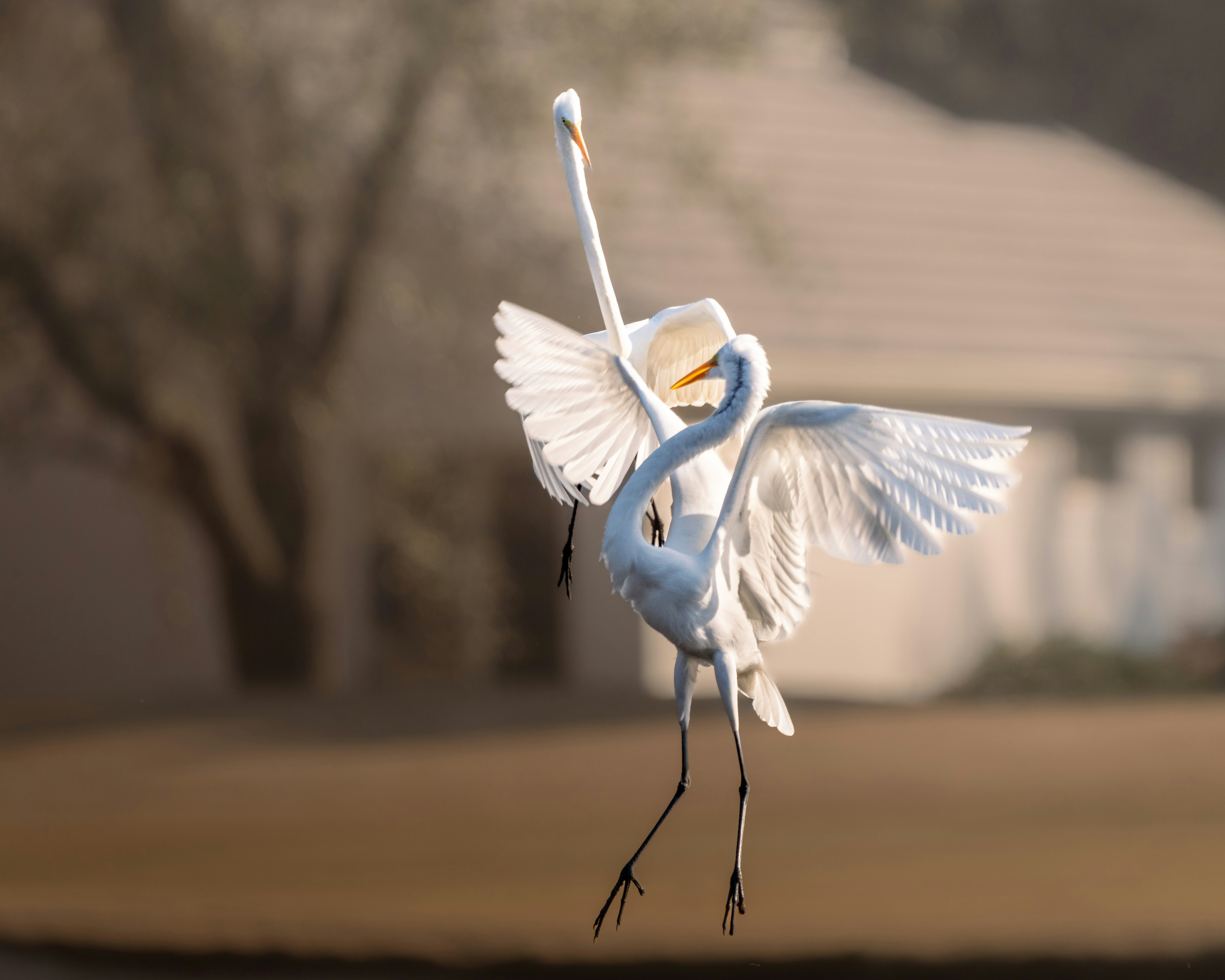 How to Teach a Bird to Dance with Positive Training